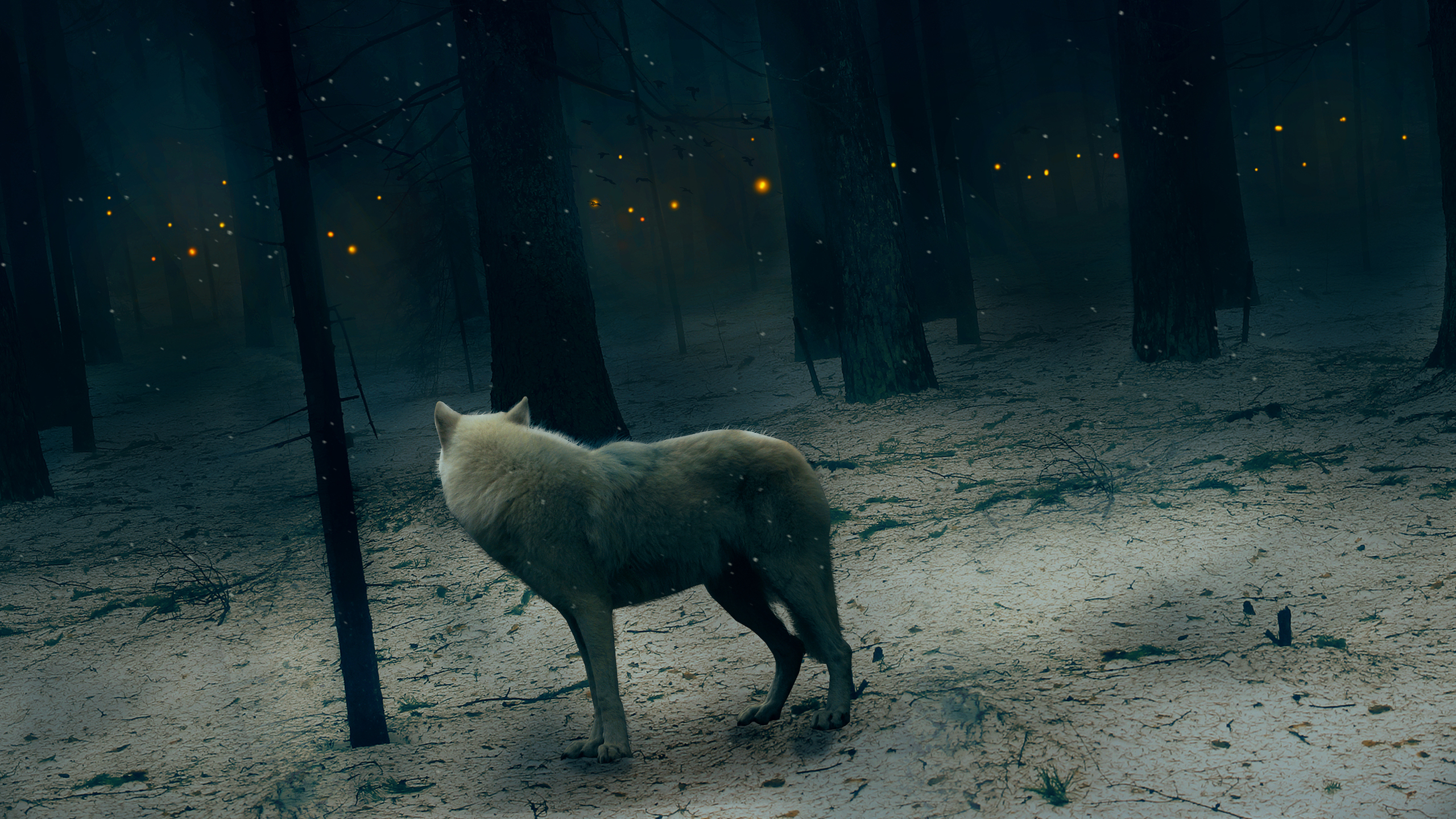 Dark Forest Background With Wolf