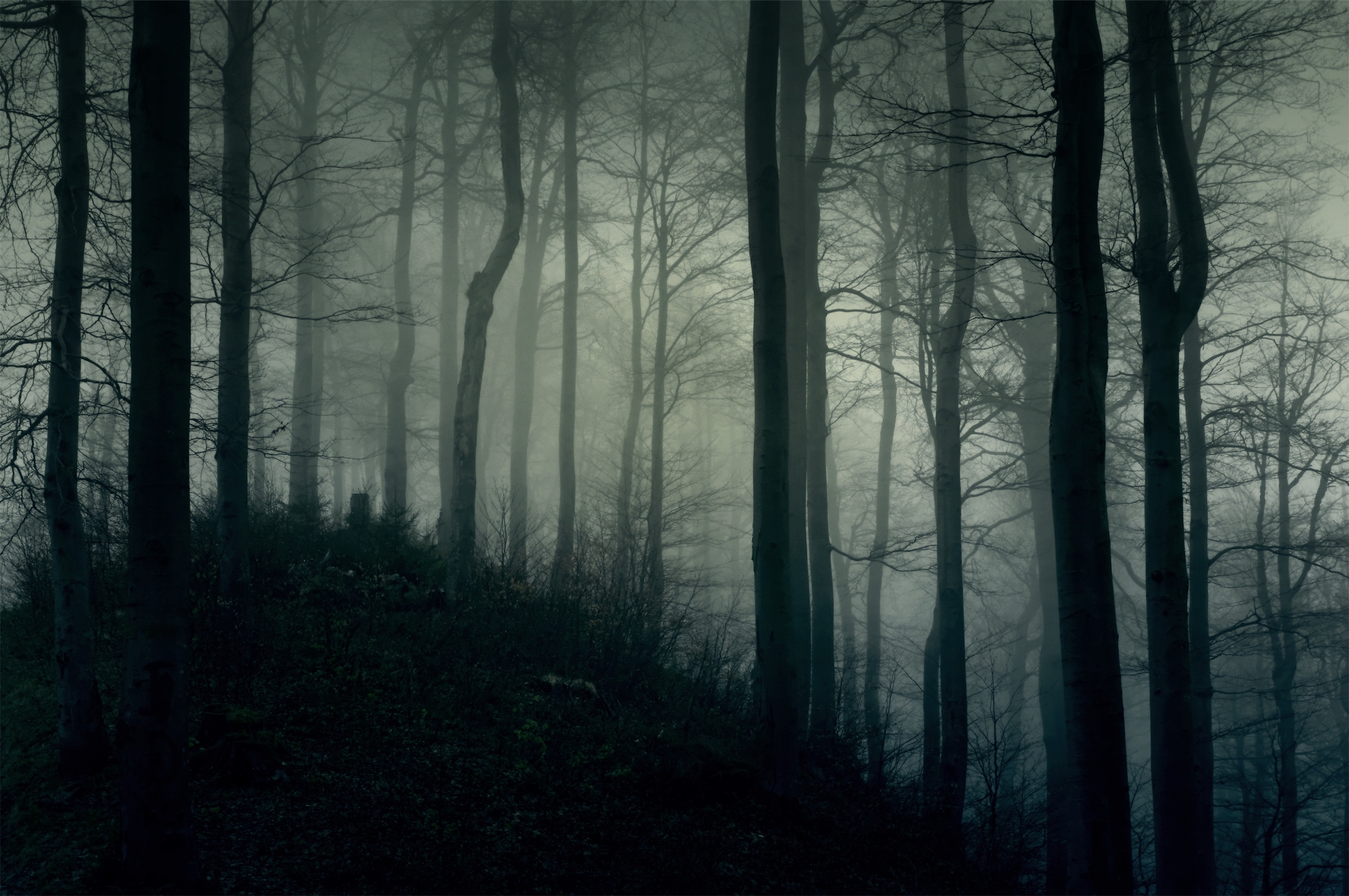 Dark Forest Fog Wallpapers