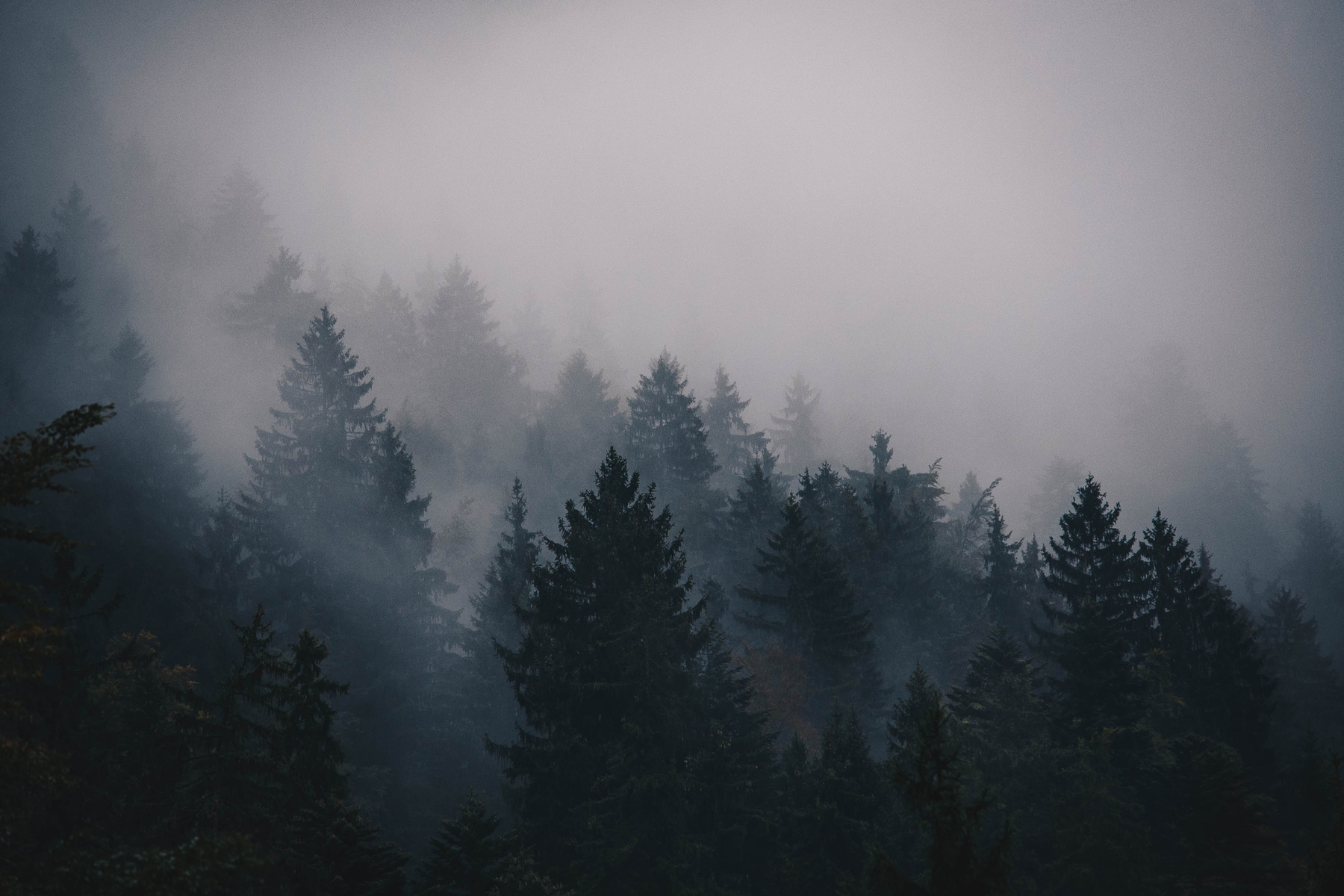 Dark Forest Fog Wallpapers