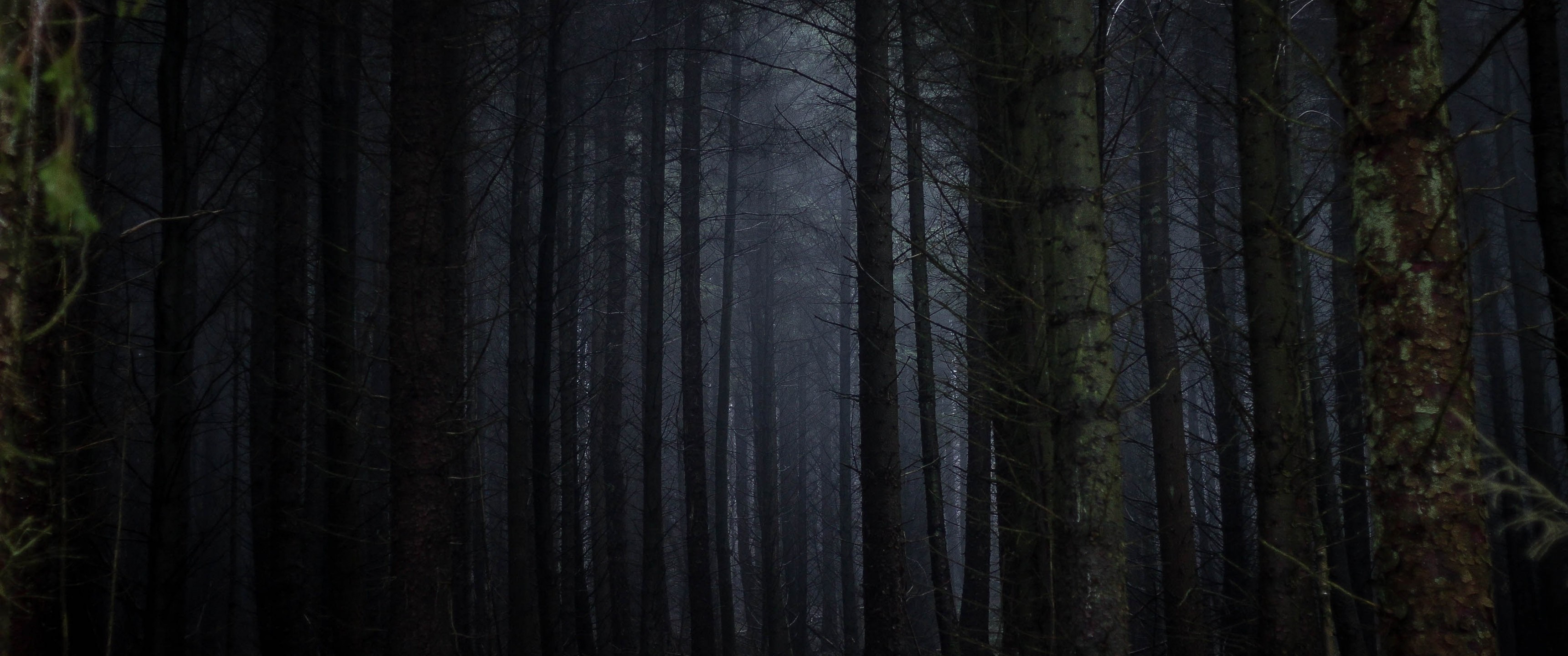 Dark Forest Fog Wallpapers