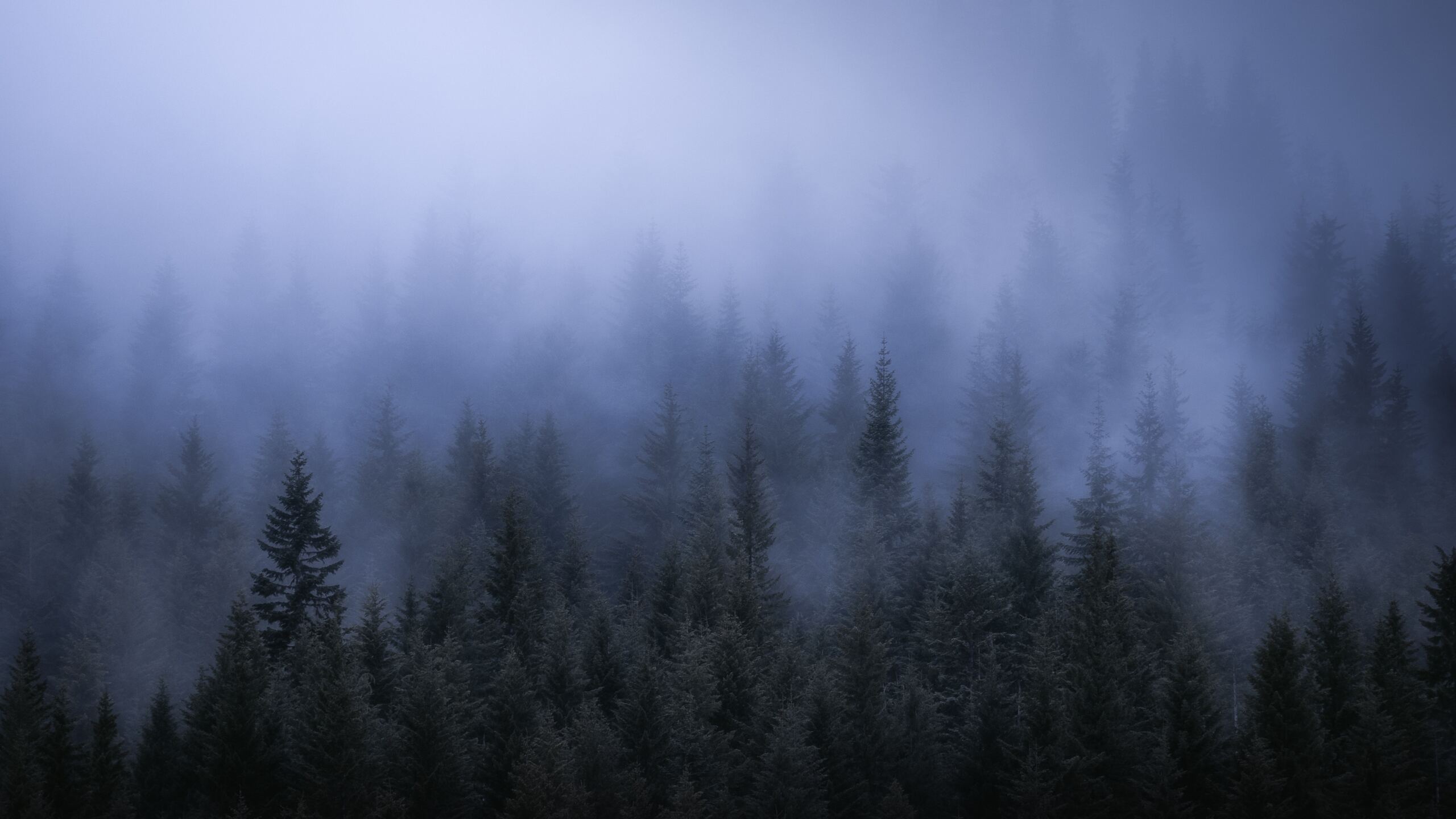 Dark Forest Fog Wallpapers