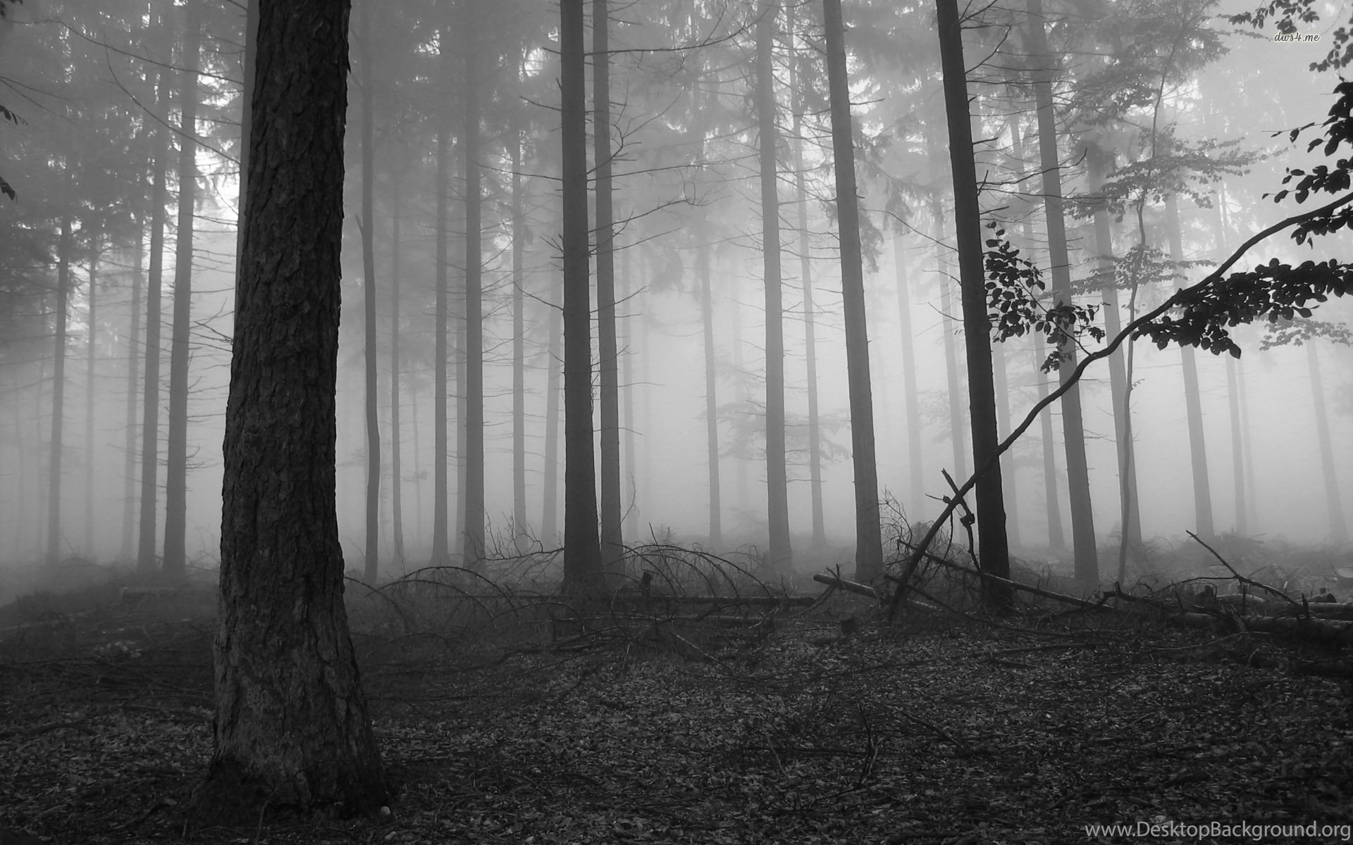 Dark Forest Fog Wallpapers