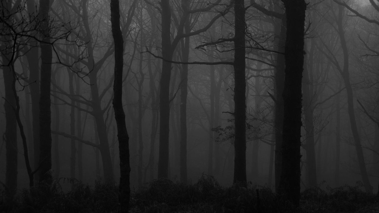 Dark Forest Fog Wallpapers