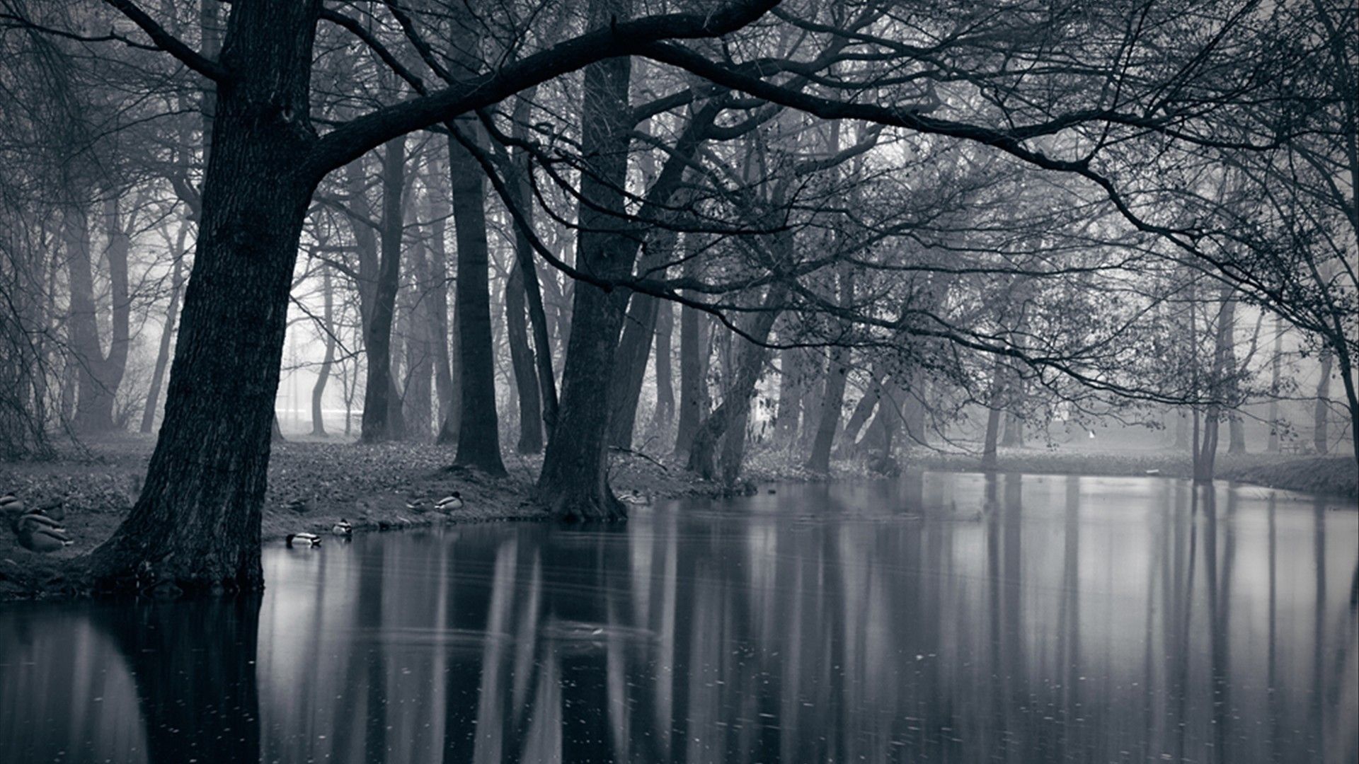 Dark Forest Fog Wallpapers