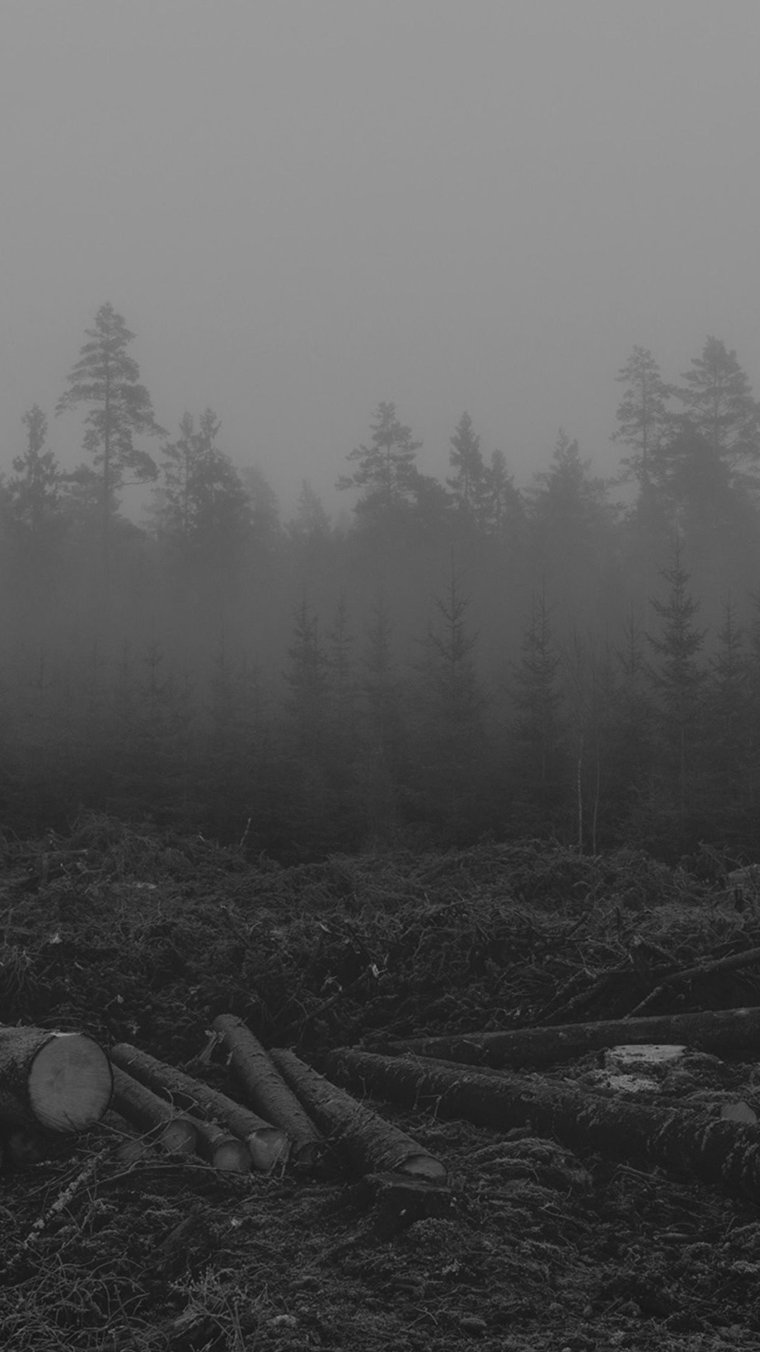 Dark Forest Fog Wallpapers