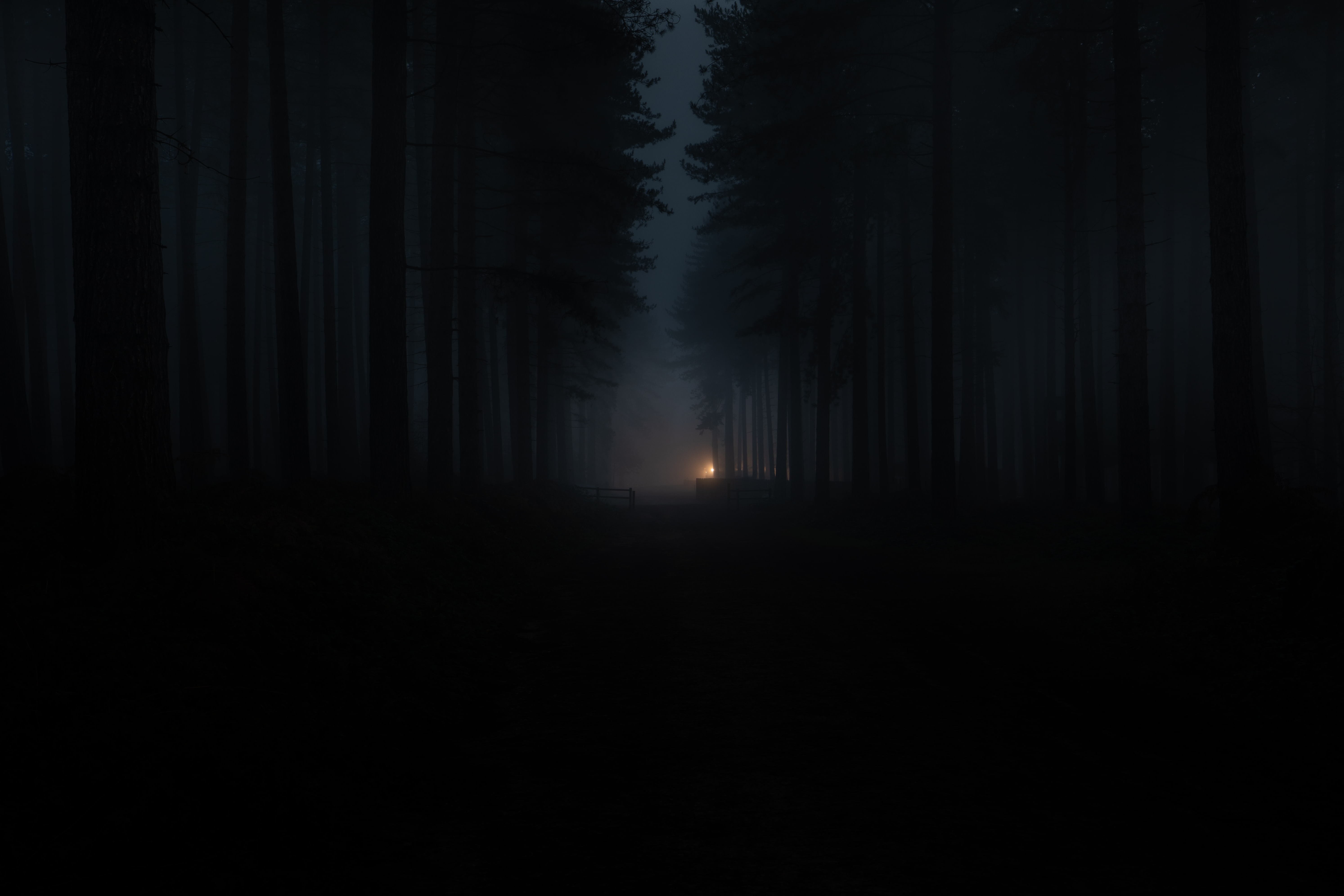 Dark Forest Fog Wallpapers