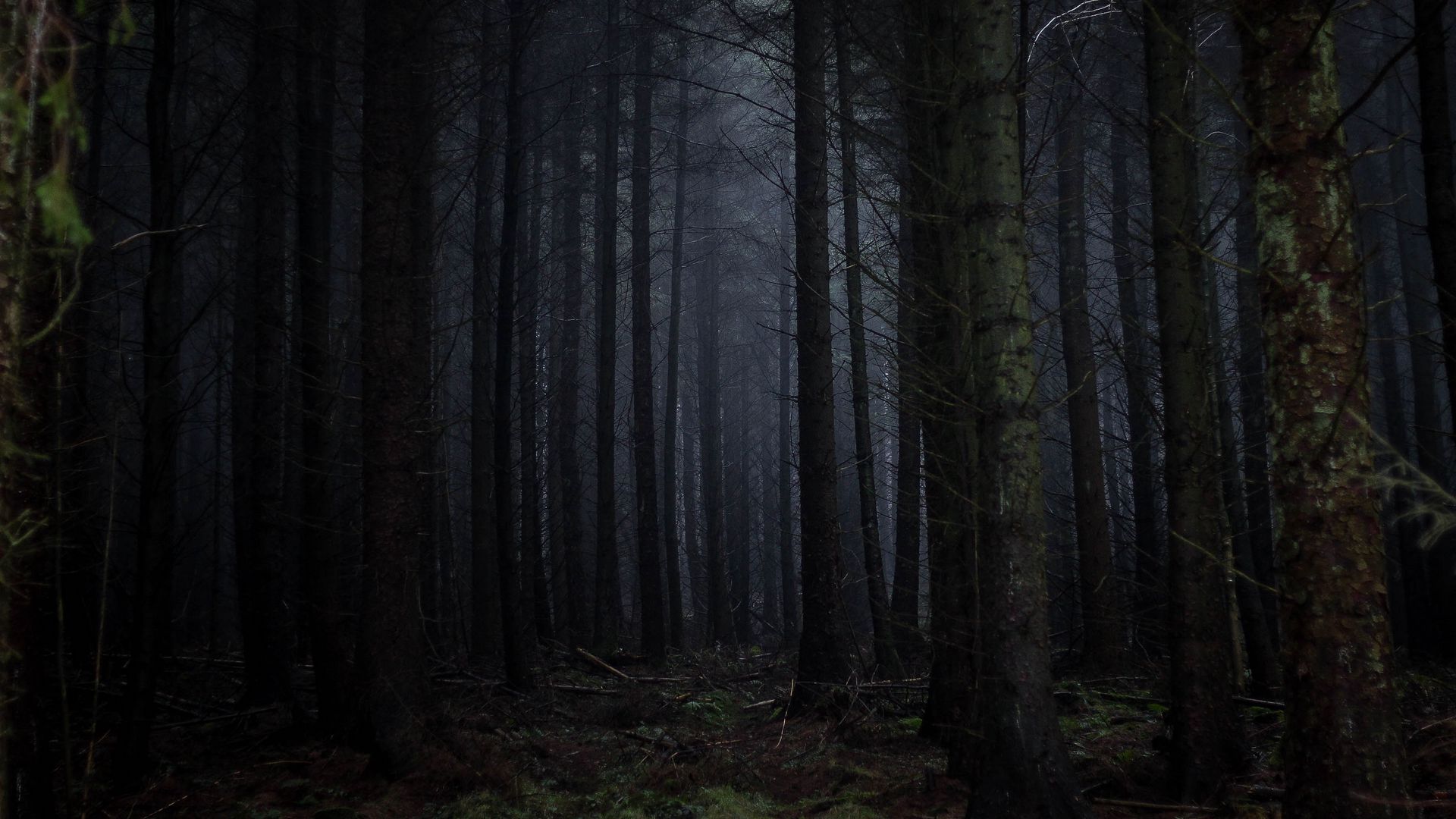 Dark Forest Fog Wallpapers