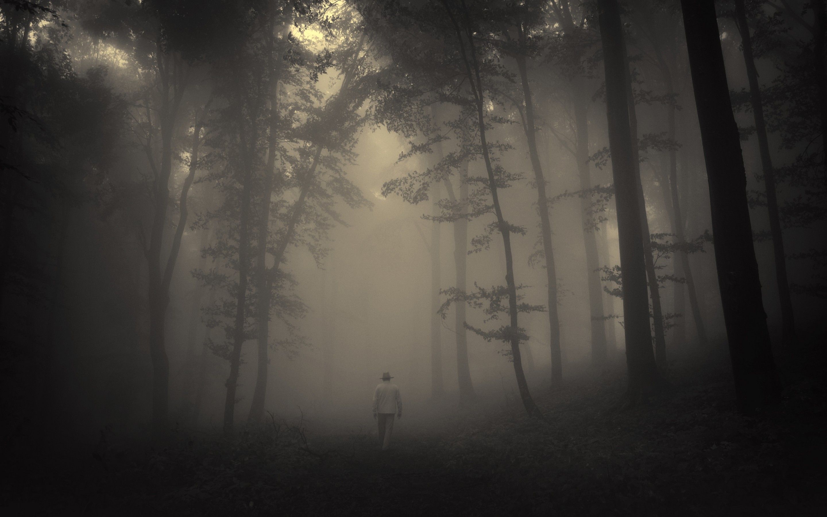 Dark Forest Fog Wallpapers