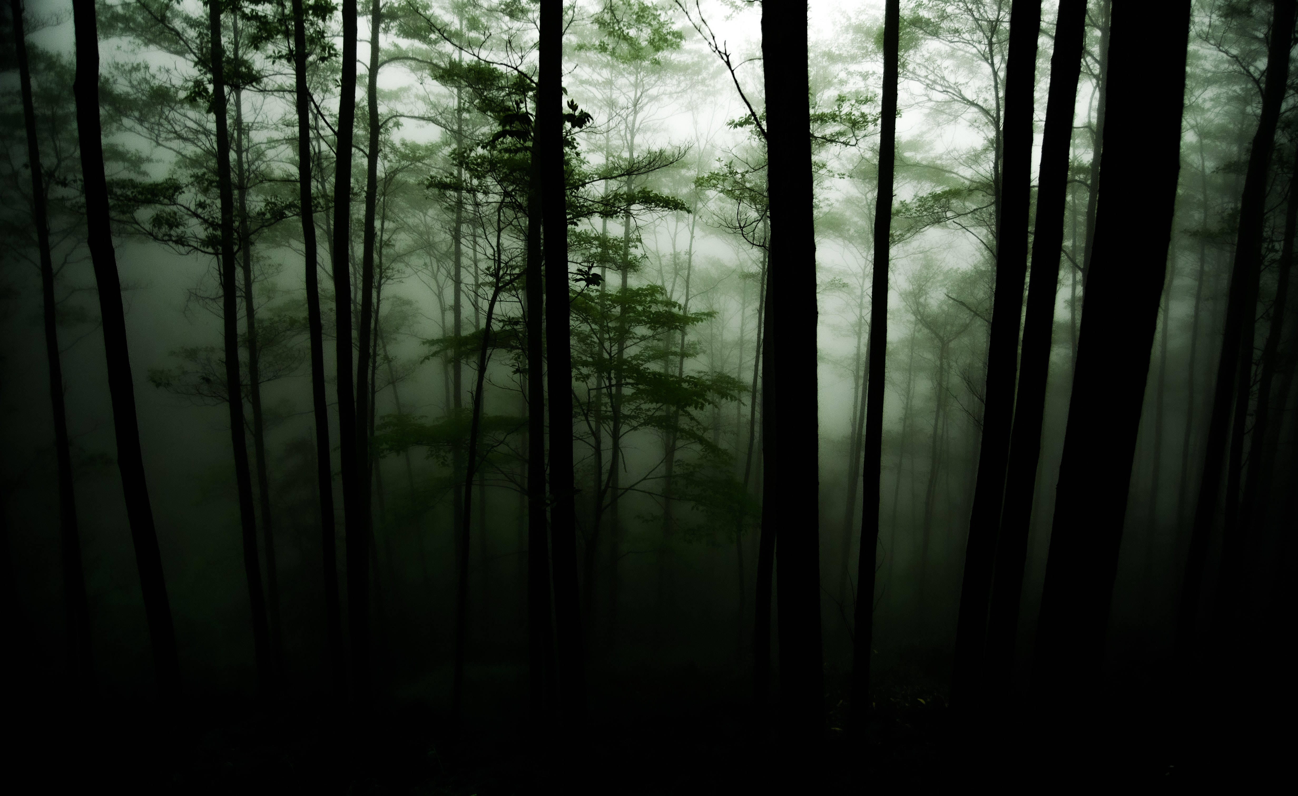 Dark Forest Fog Wallpapers