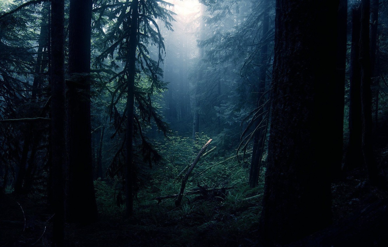 Dark Forest Fog Wallpapers