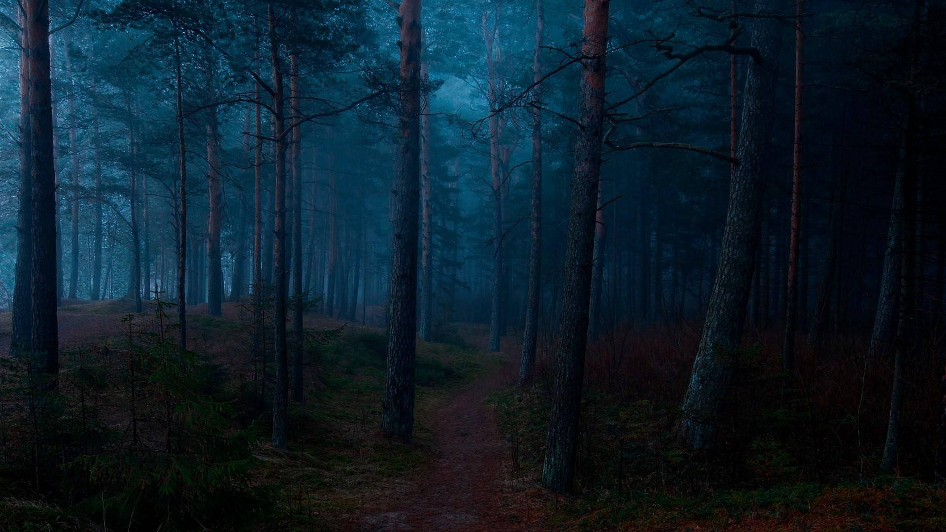 Dark Forest Fog Wallpapers