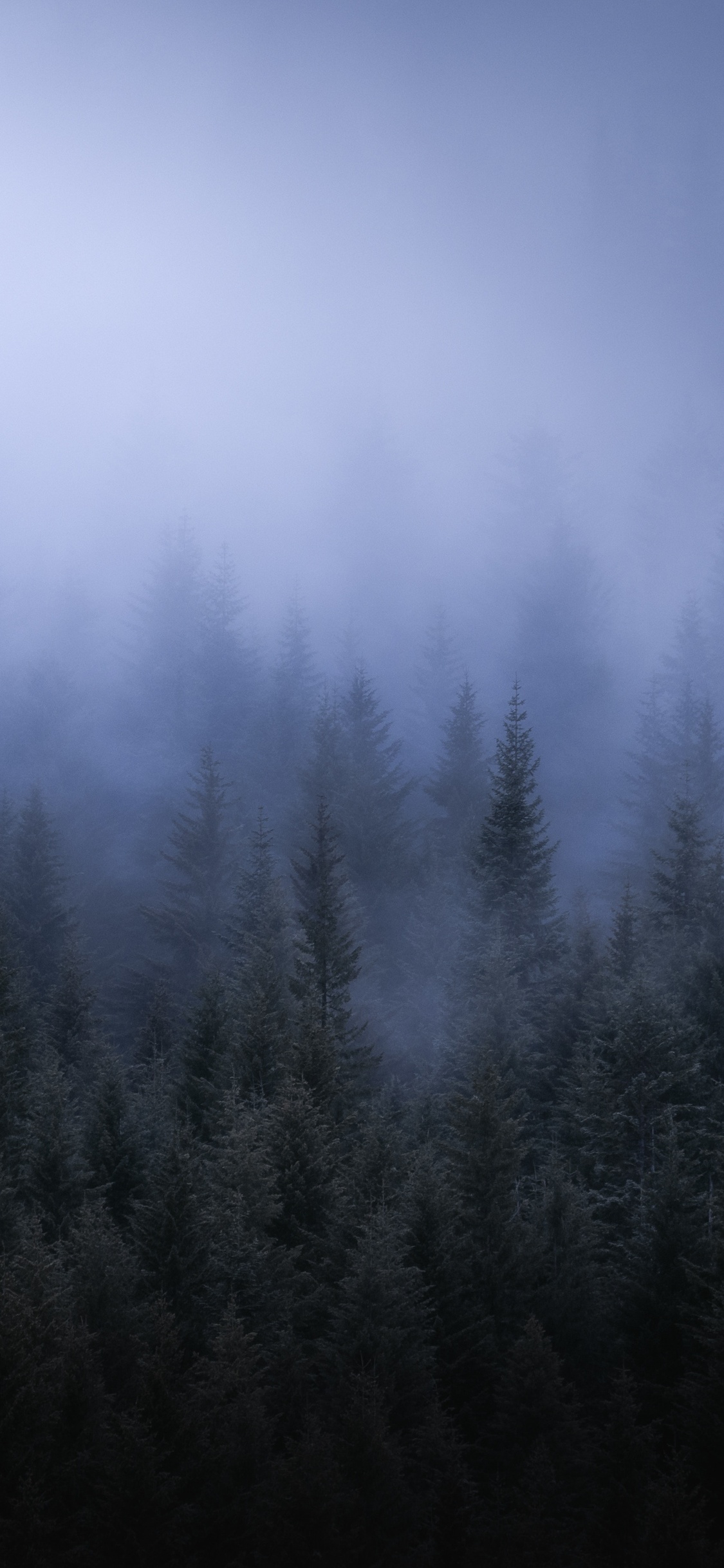 Dark Forest Fog Wallpapers