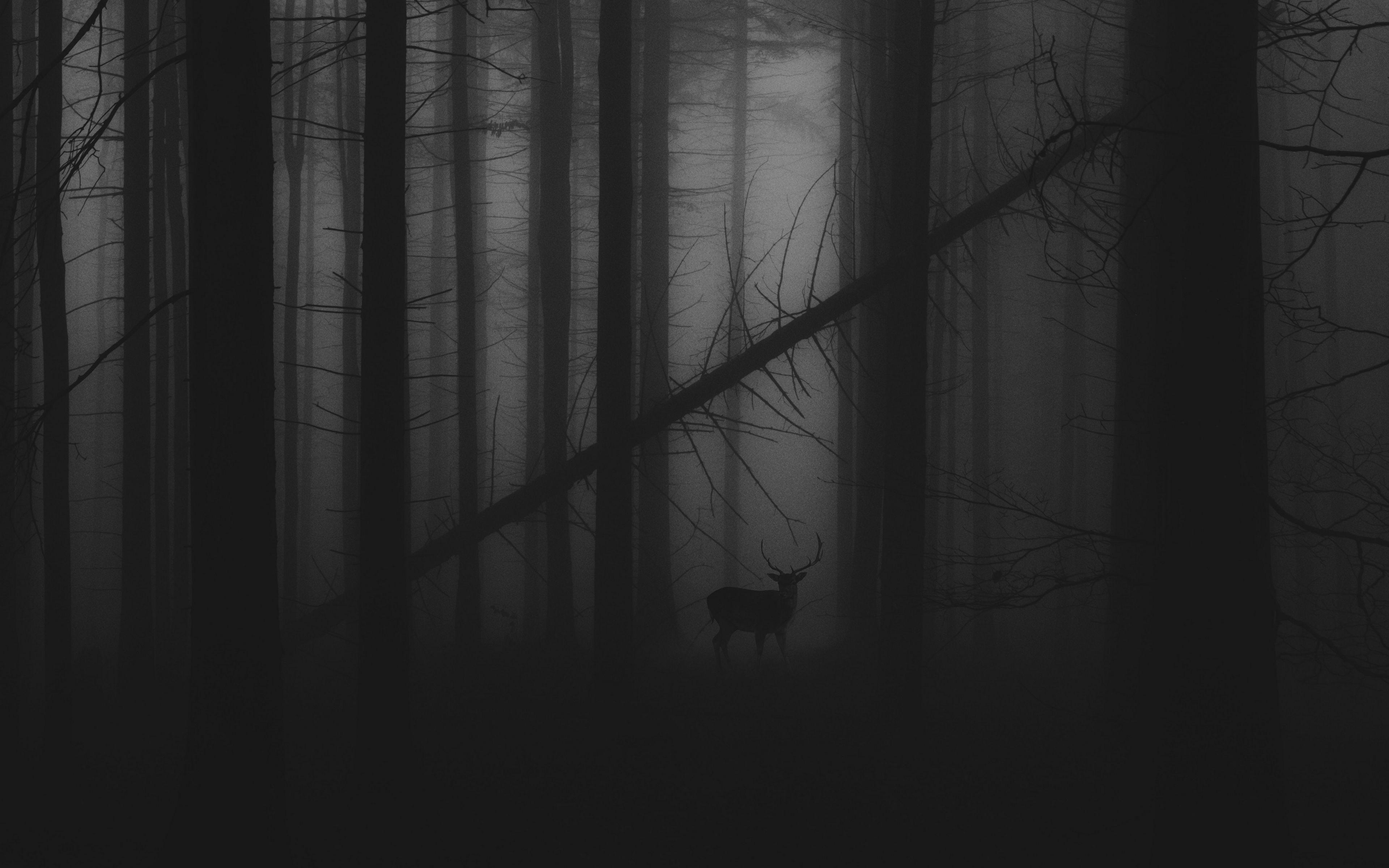 Dark Forest Fog Wallpapers