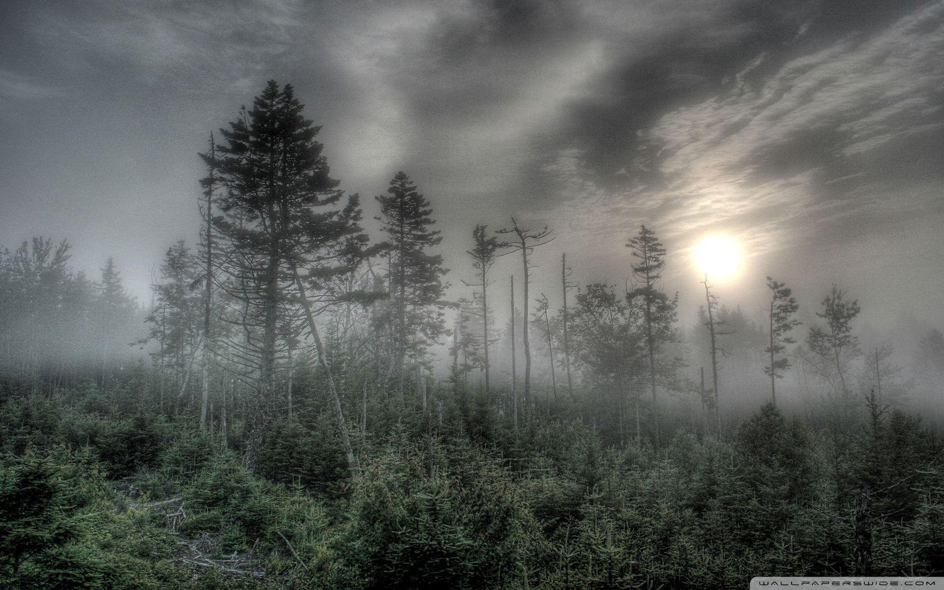 Dark Forest Fog Wallpapers