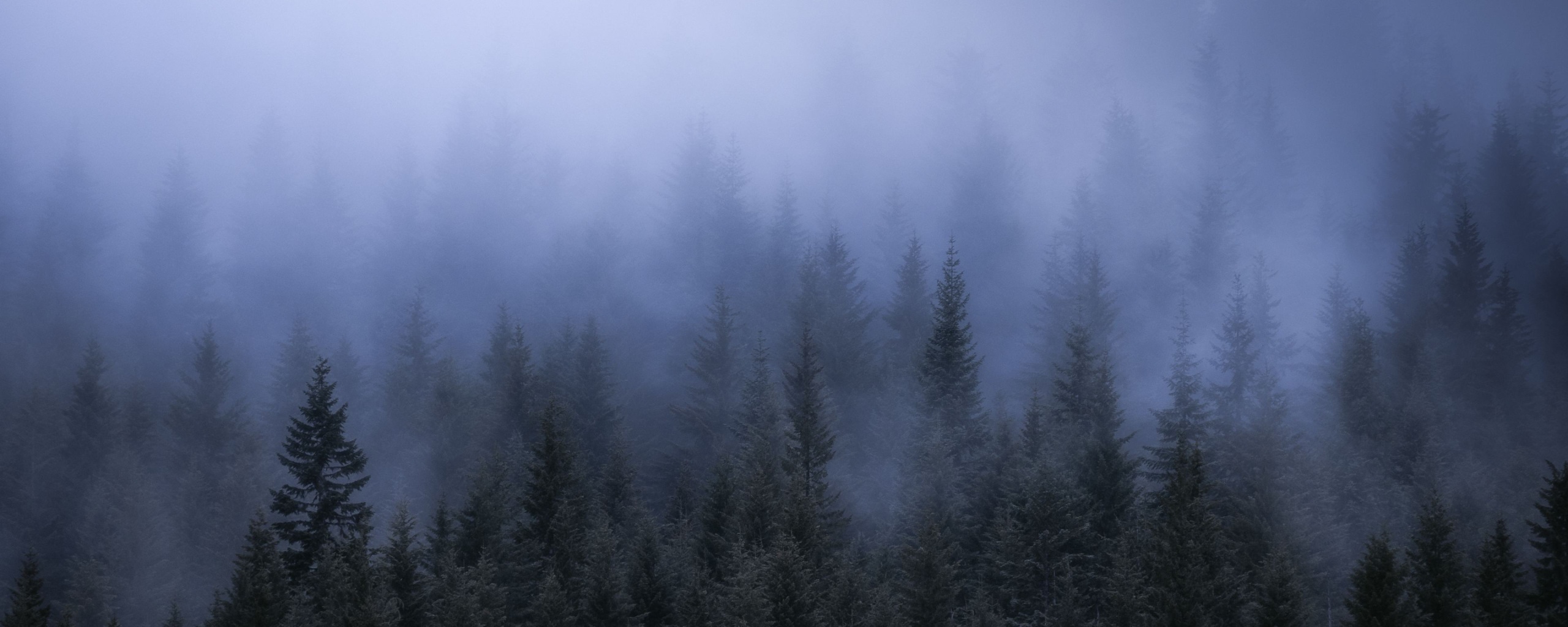 Dark Forest Fog Wallpapers