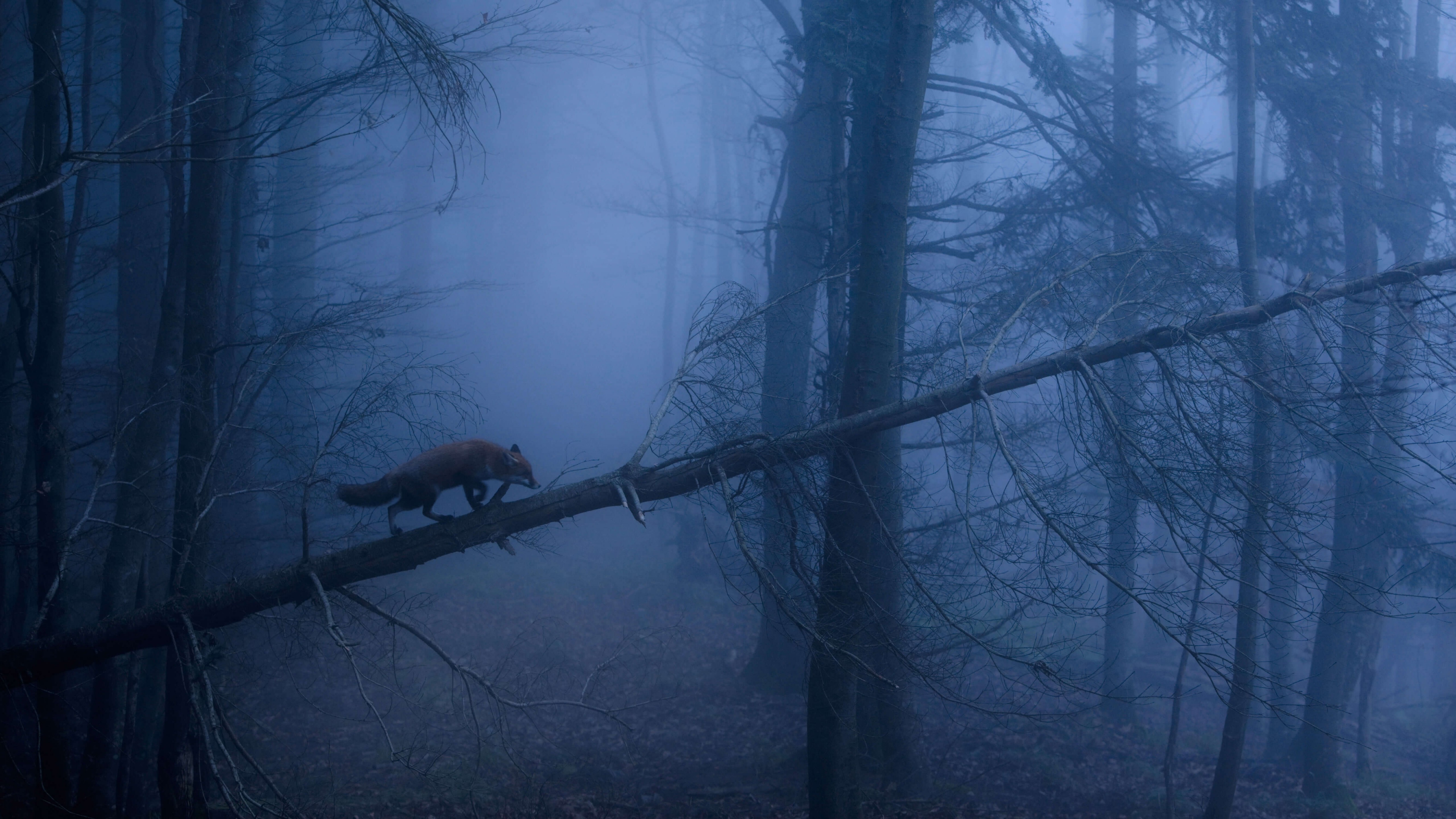 Dark Forest Fog Wallpapers