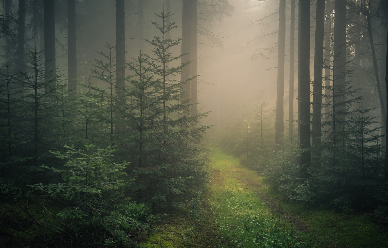 Dark Forest Fog Wallpapers