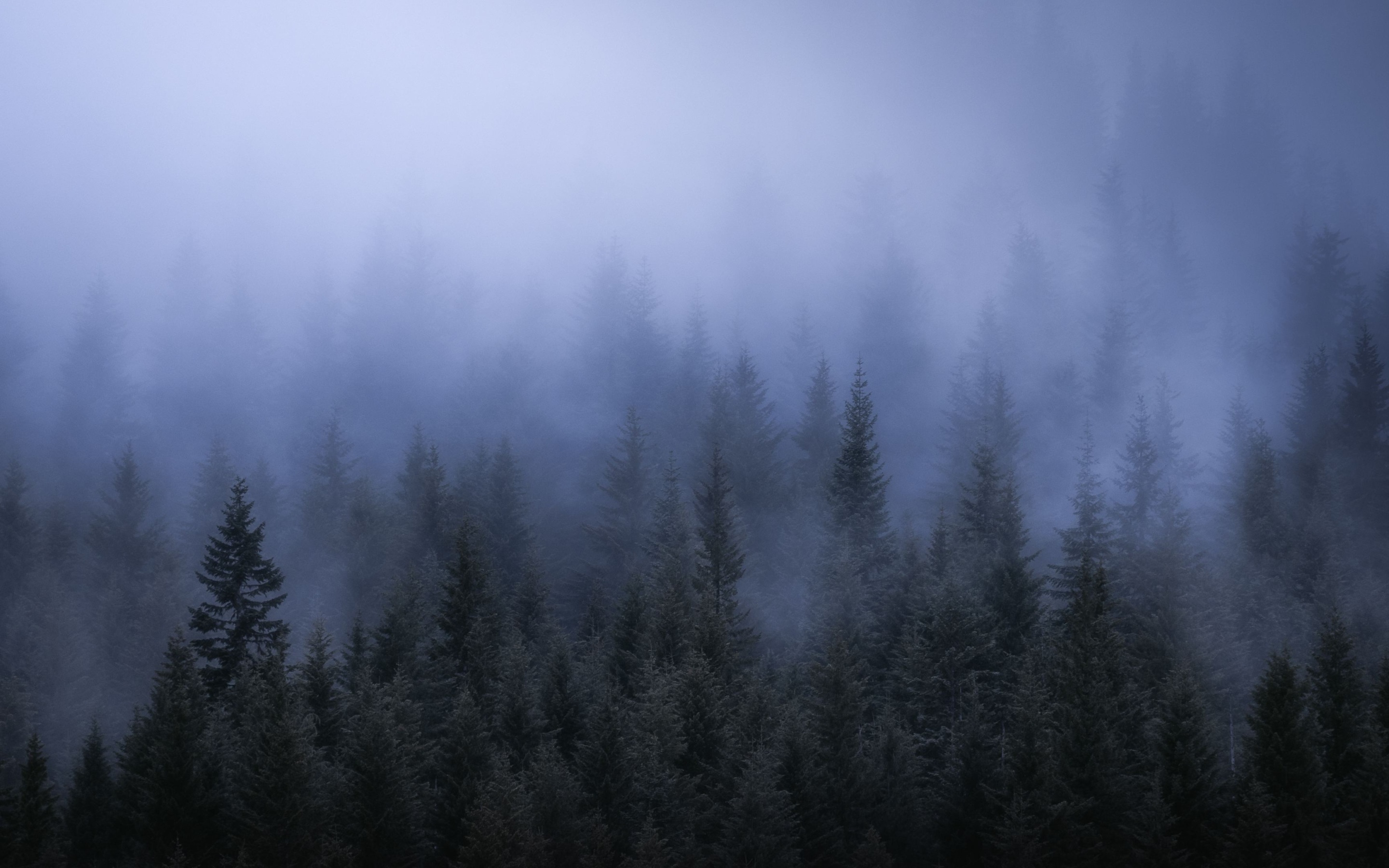 Dark Forest Fog Wallpapers