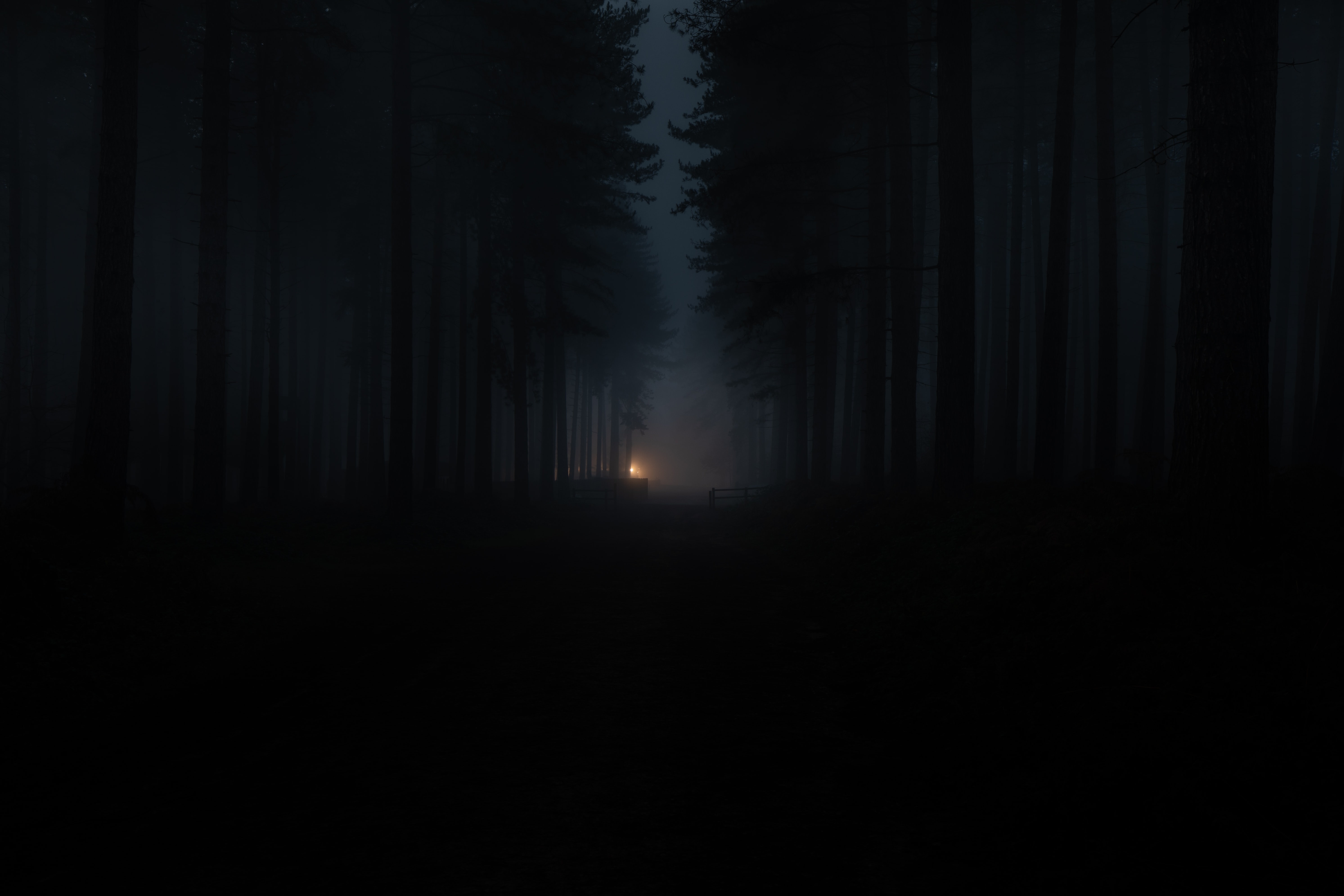 Dark Forest Fog Wallpapers