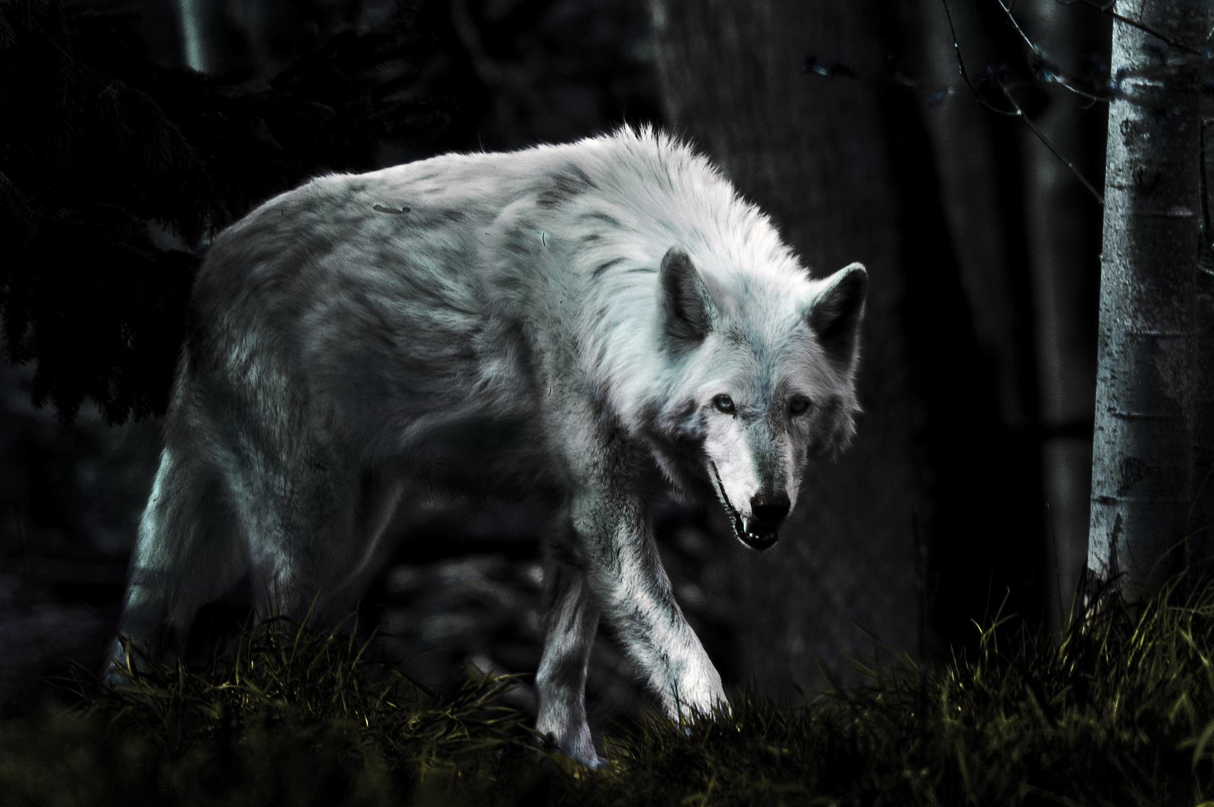 Dark Forest Wolf Wallpapers