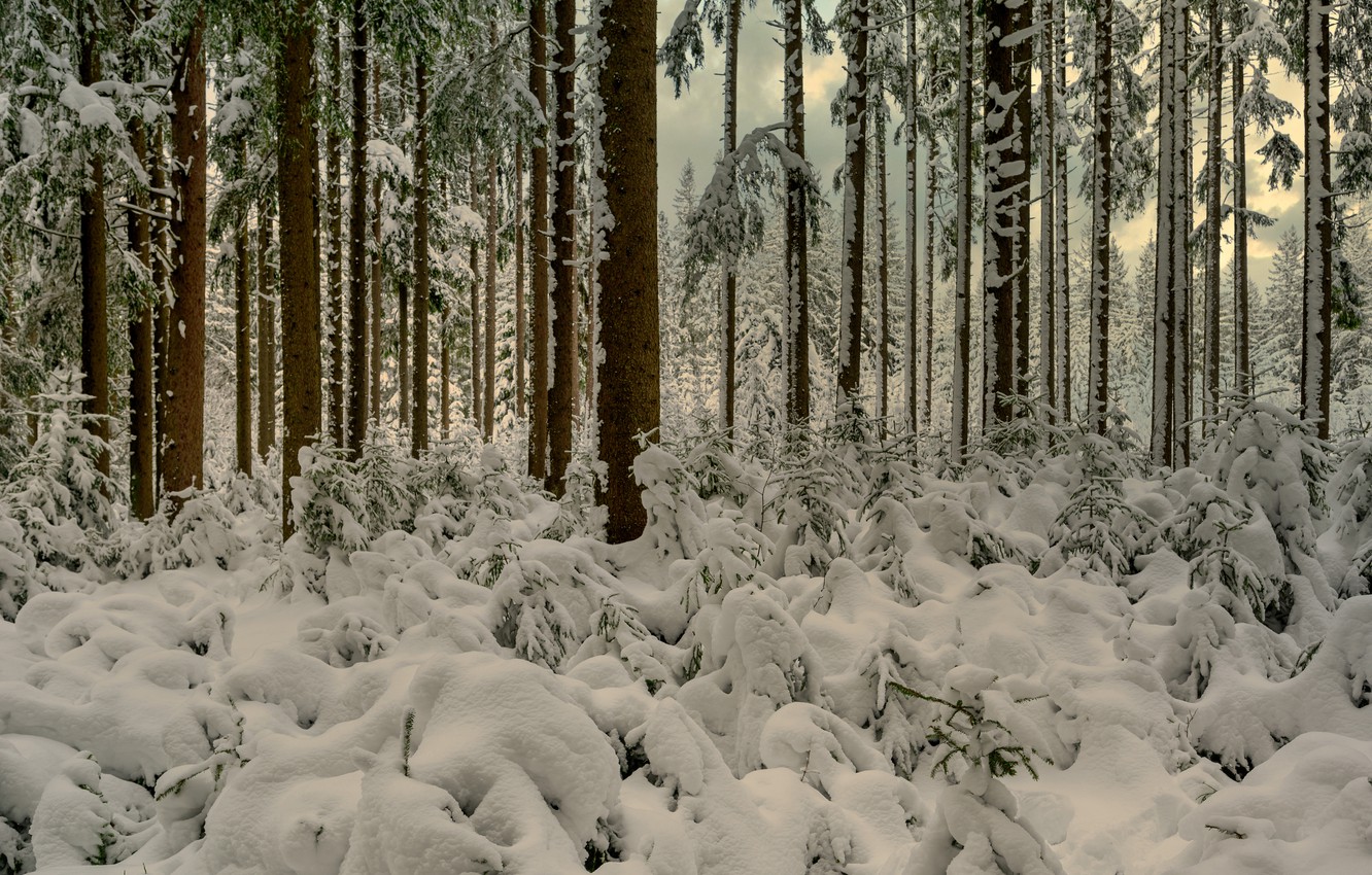 Dark Forest Woods Snow Winter Wallpapers