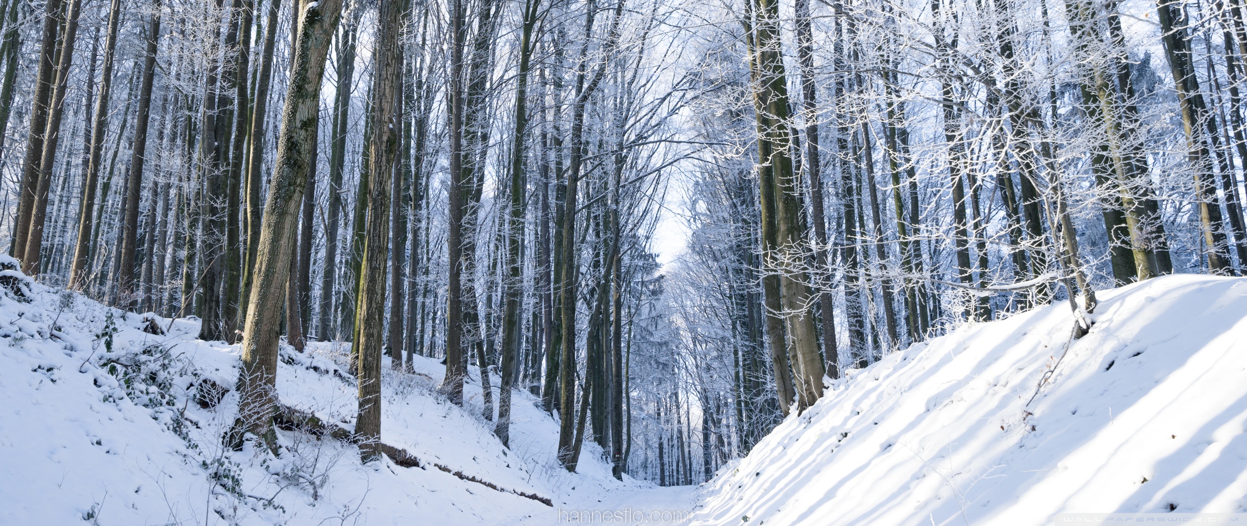 Dark Forest Woods Snow Winter Wallpapers