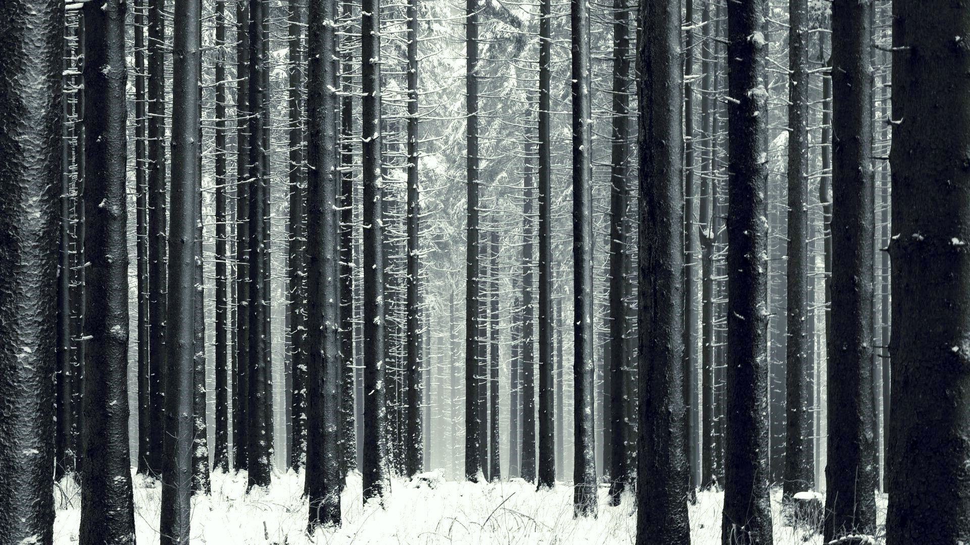 Dark Forest Woods Snow Winter Wallpapers