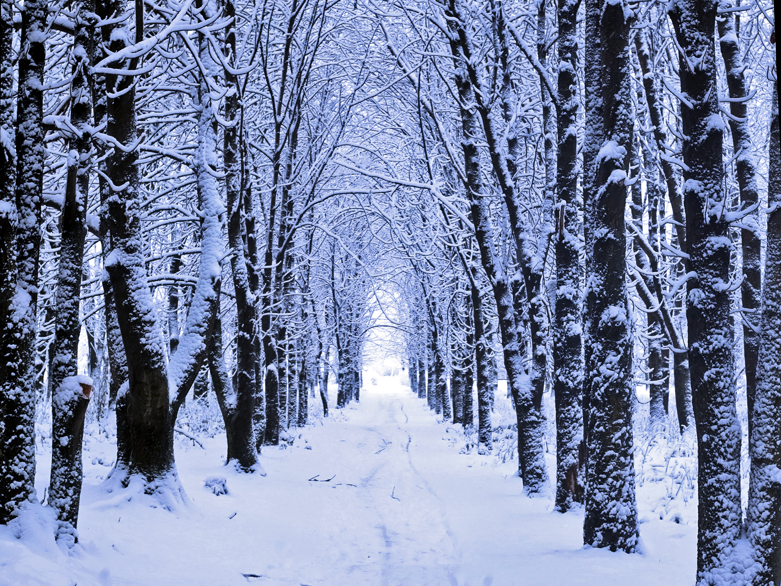 Dark Forest Woods Snow Winter Wallpapers