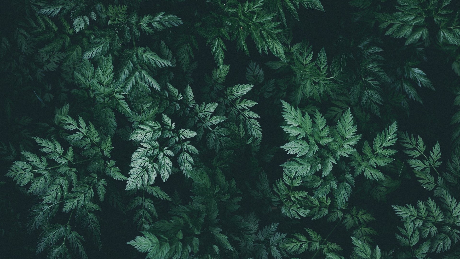 Dark Green Aesthetic Wallpapers