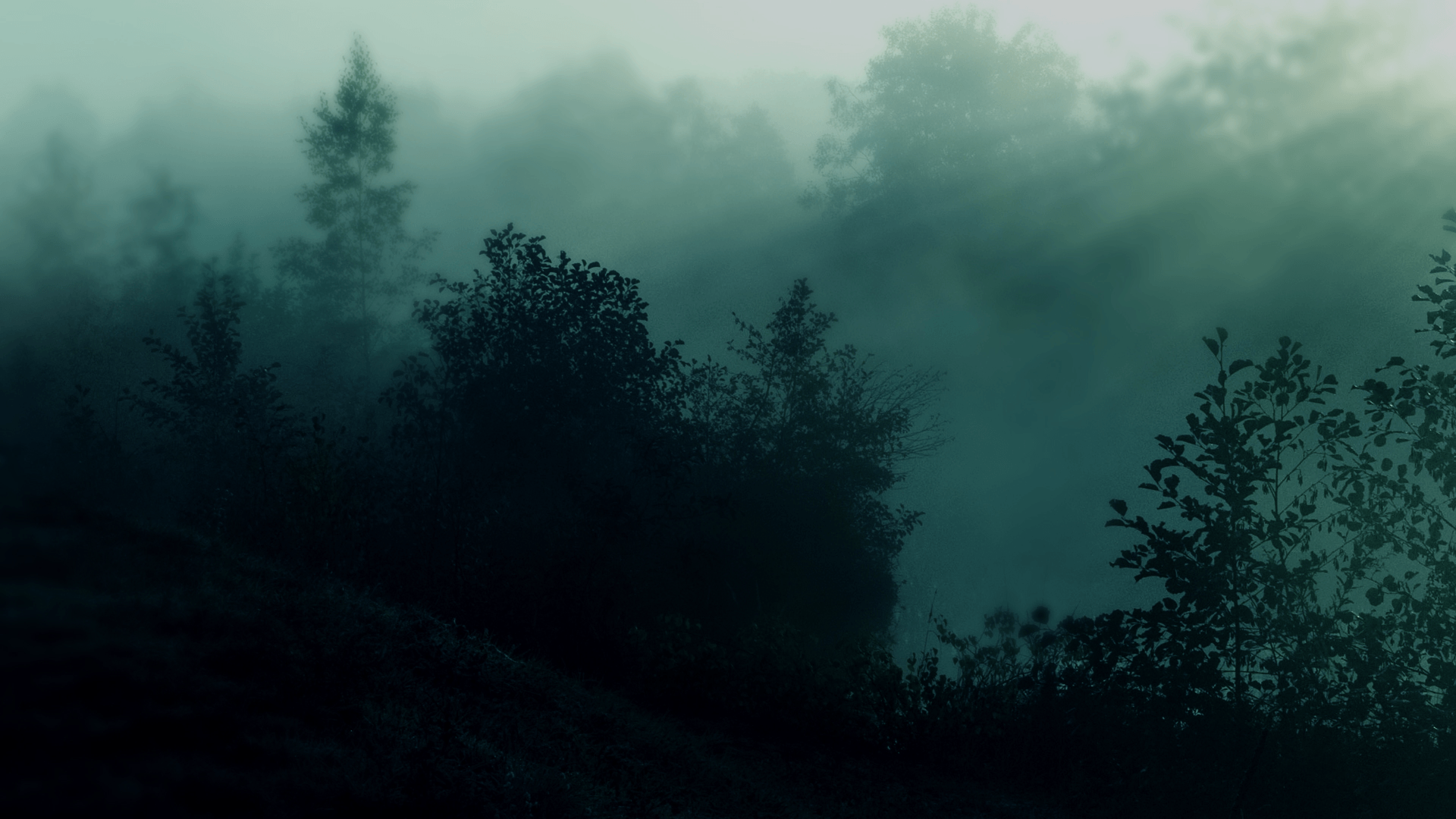 Dark Green Forest Wallpapers