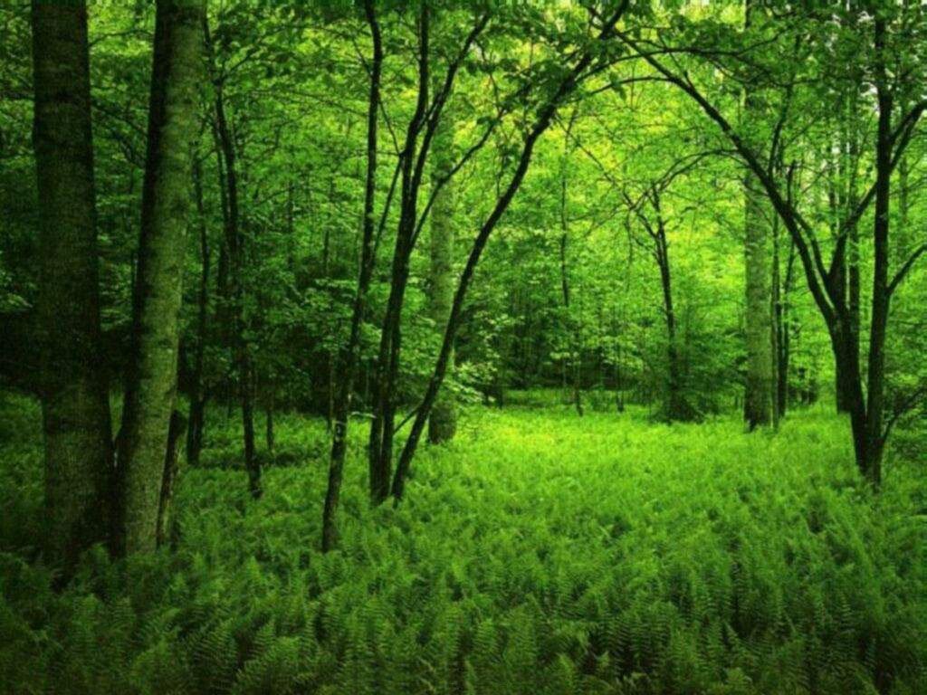 Dark Green Forest Wallpapers