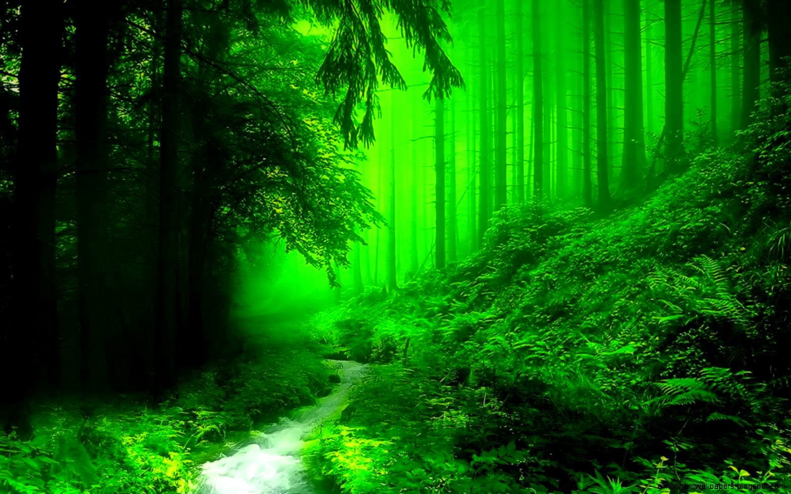 Dark Green Forest Wallpapers