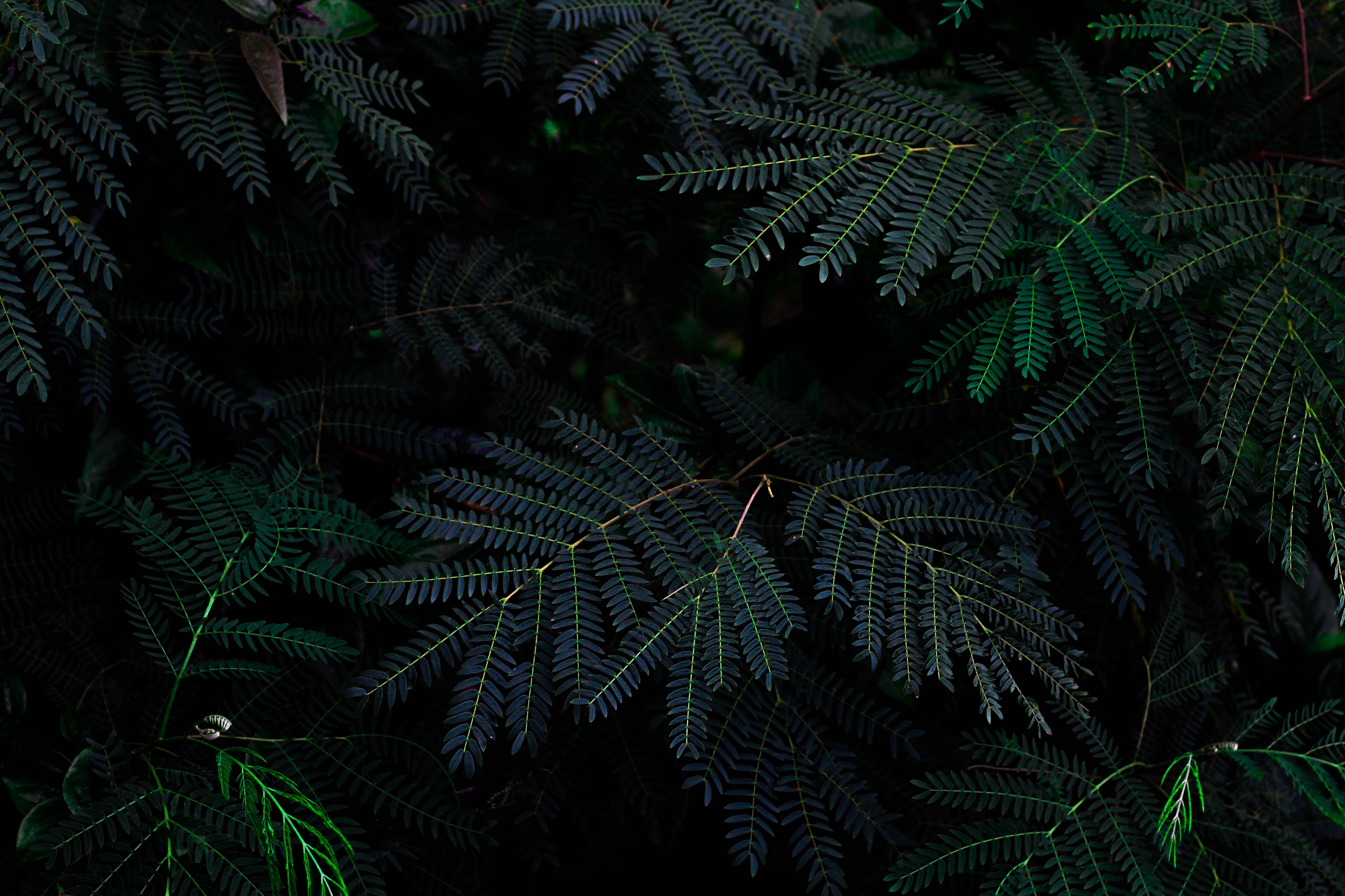 Dark Green Forest Wallpapers