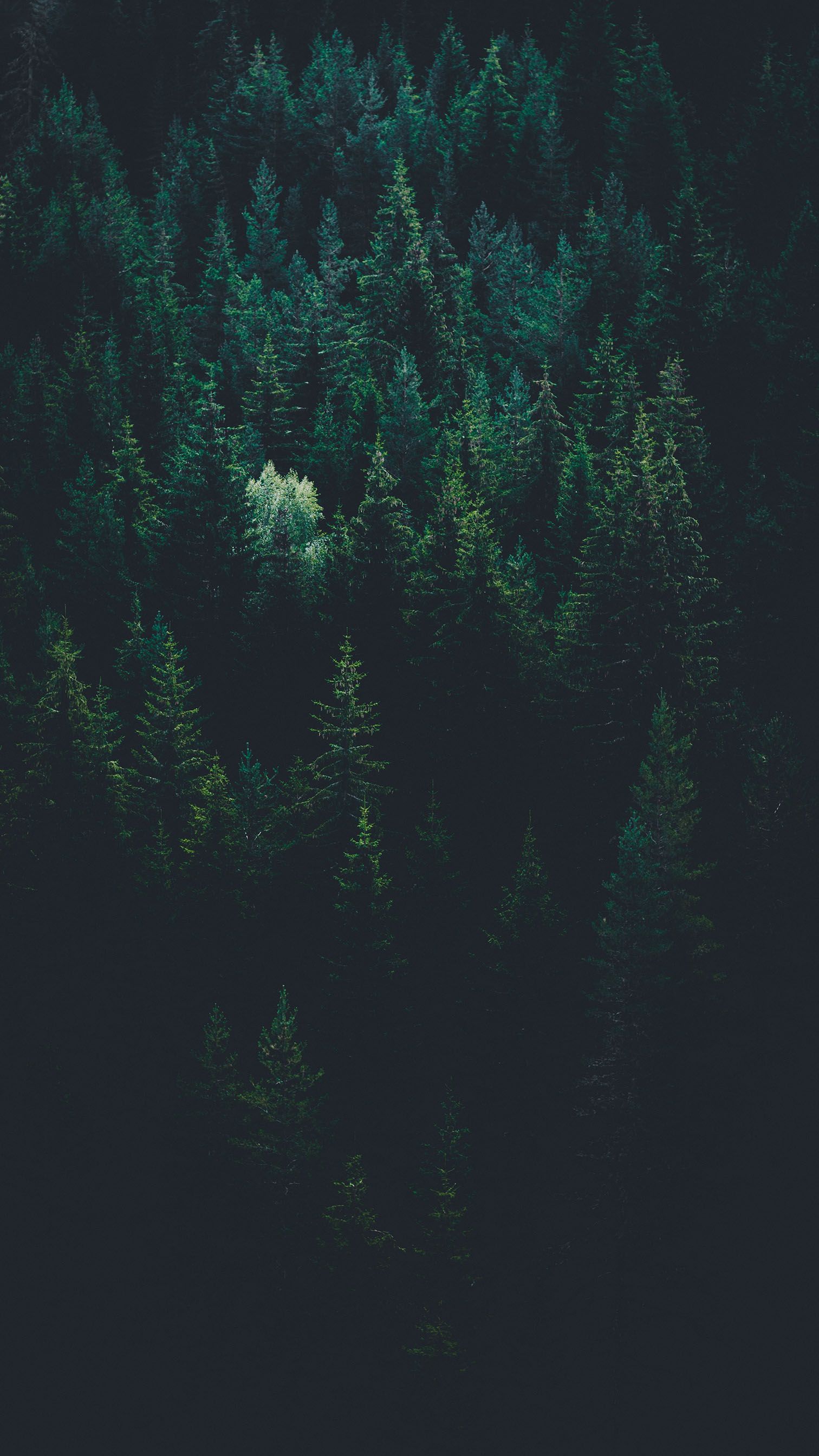 Dark Green Iphone Wallpapers