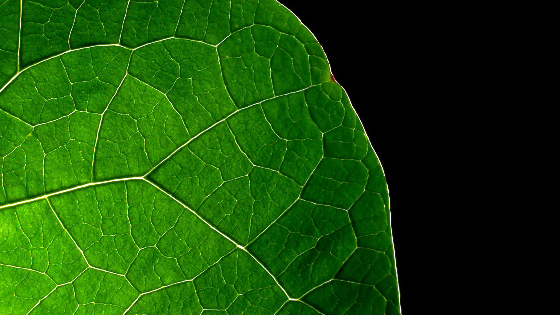 Dark Green Leaf Wallpapers