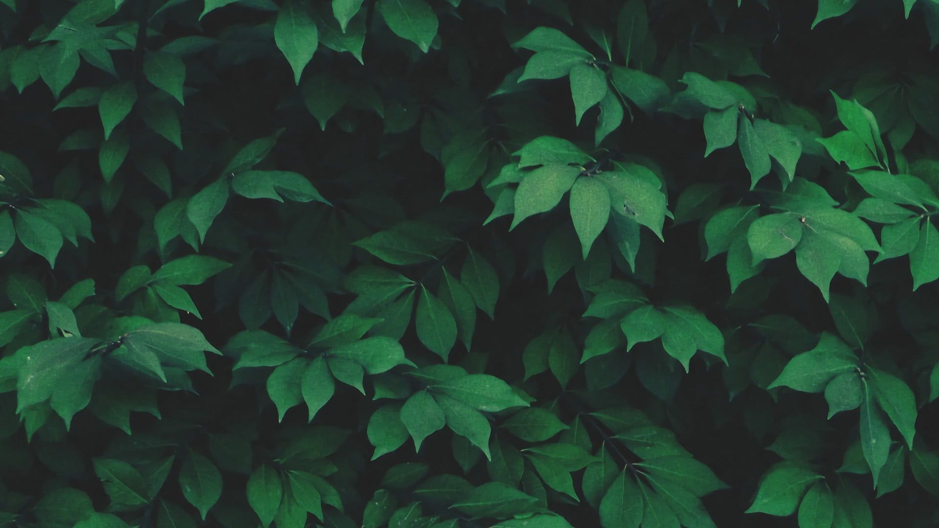 Dark Green Leaf Wallpapers