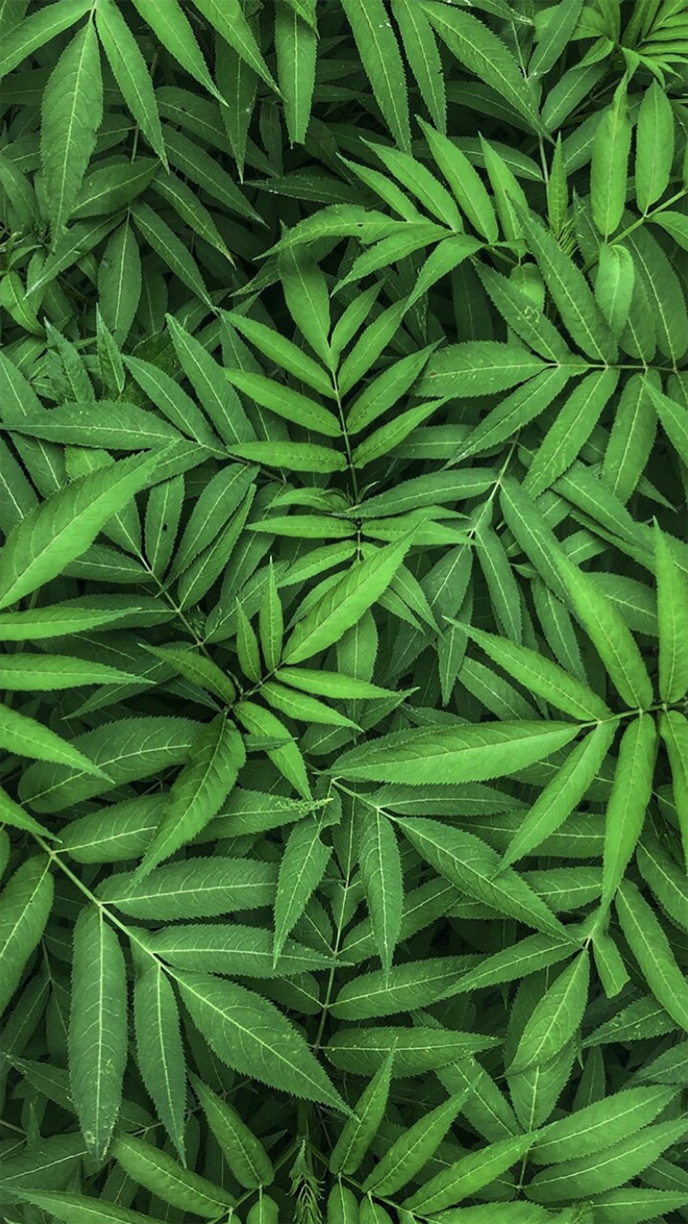 Dark Green Leaf Wallpapers