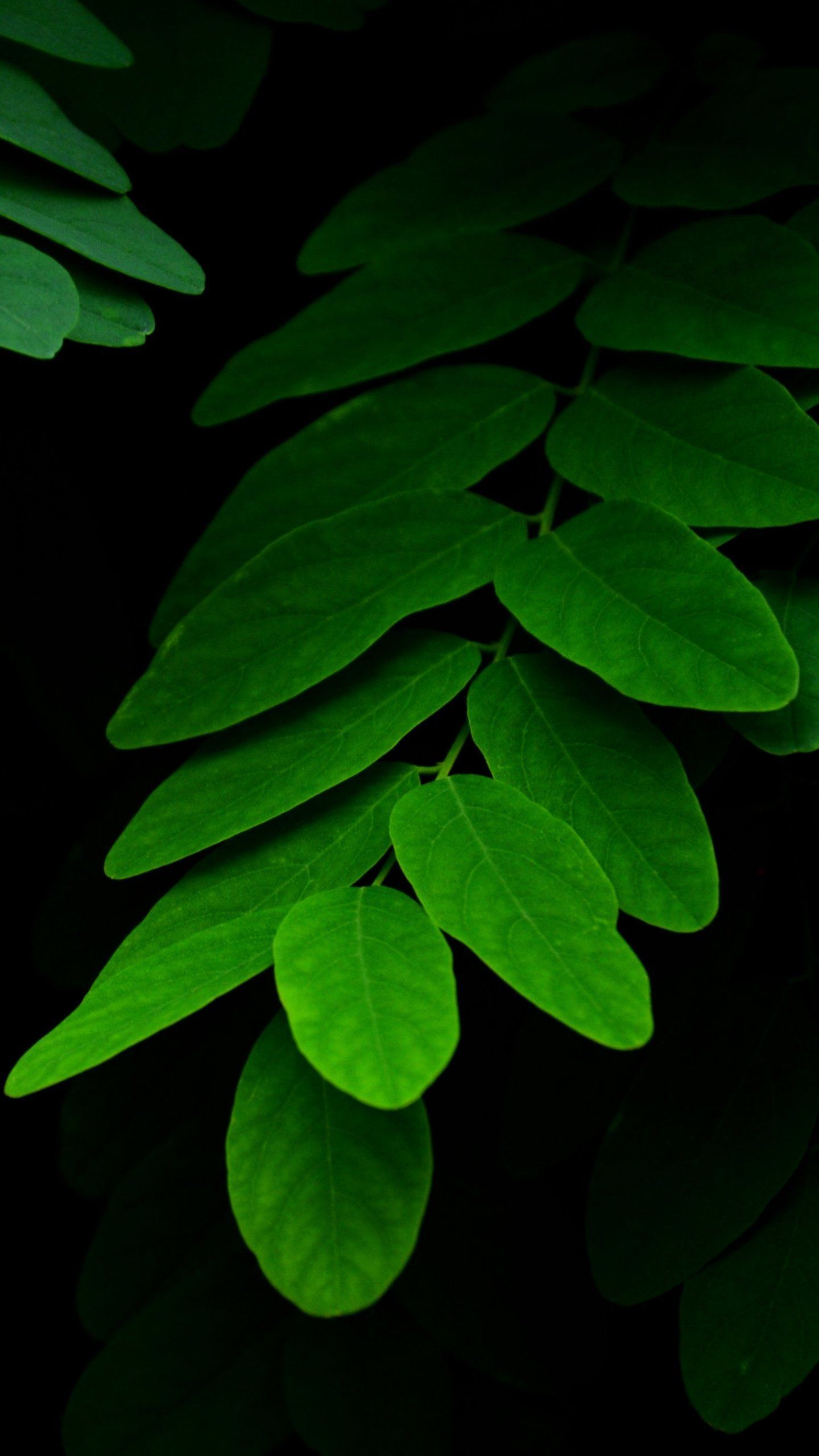Dark Green Leaf Wallpapers
