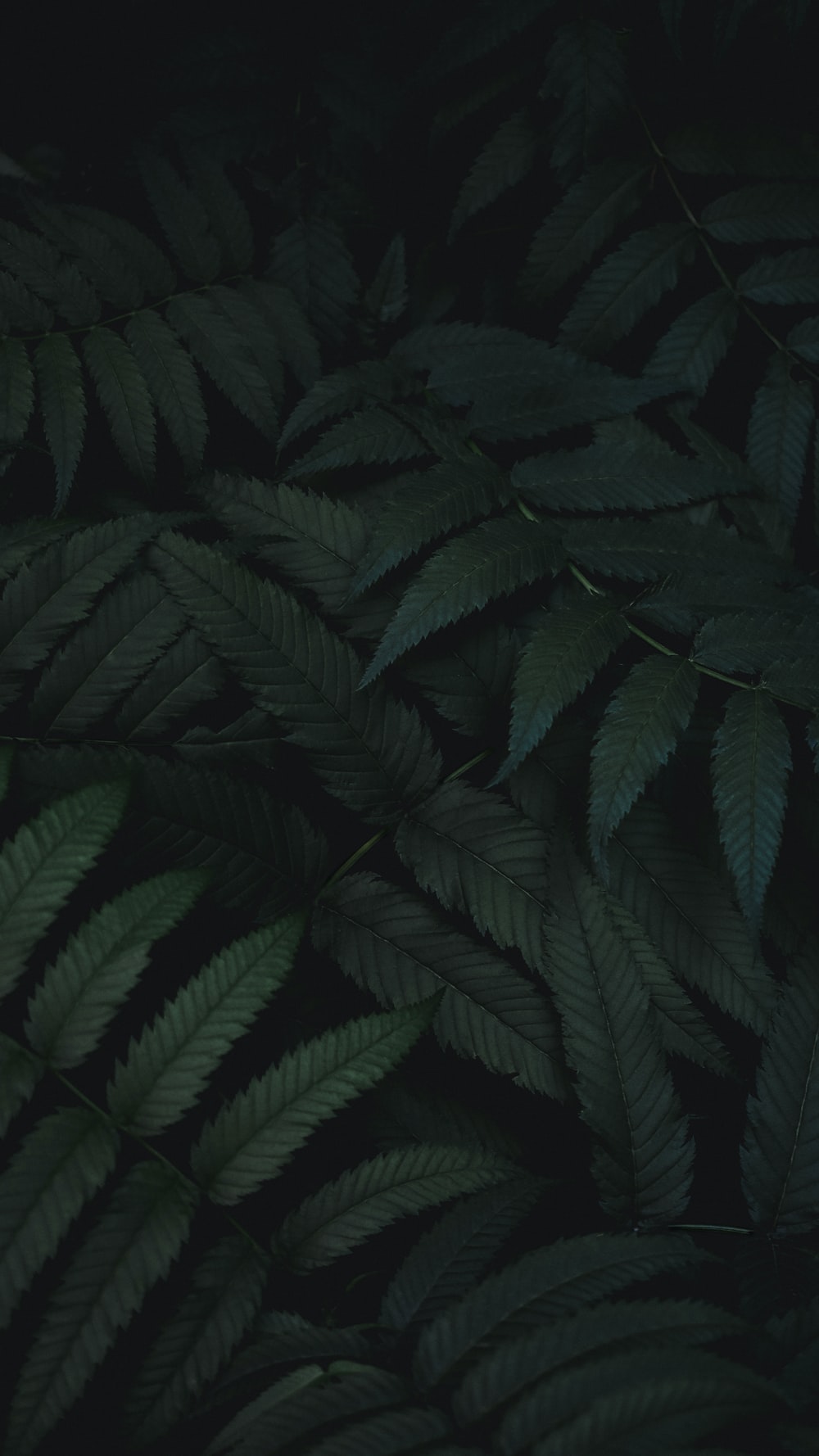 Dark Green Leaves Wallpapers