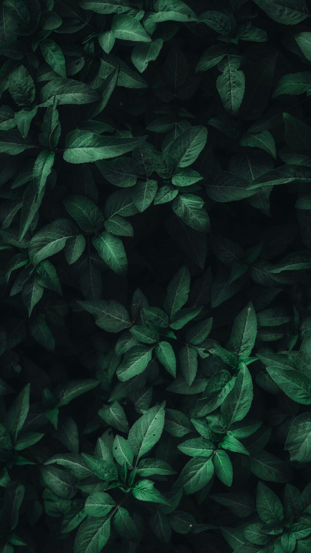 Dark Green Leaves Wallpapers
