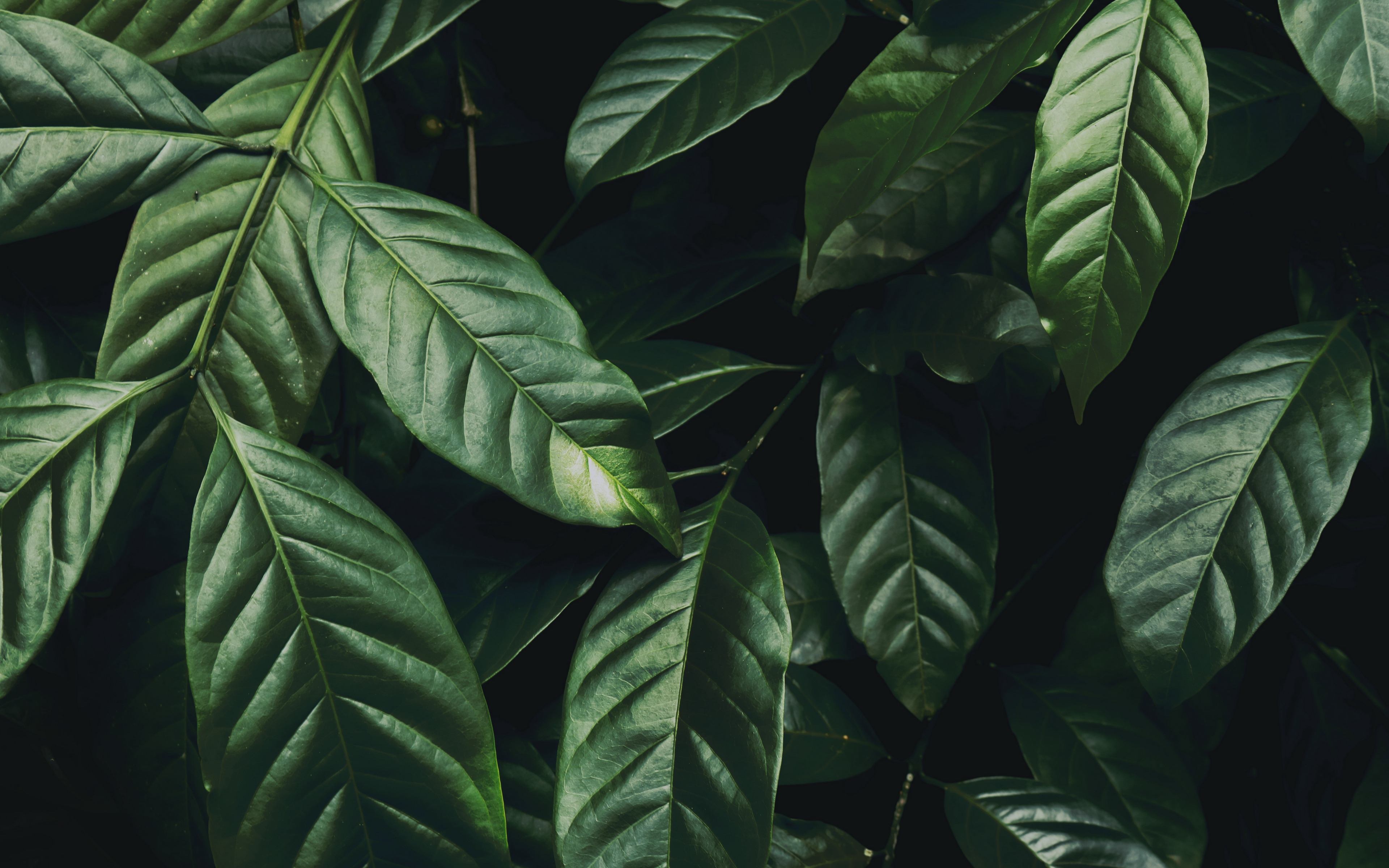 Dark Green Leaves Wallpapers