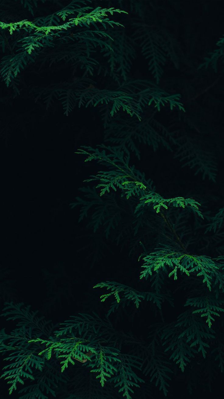 Dark Green Leaves Wallpapers