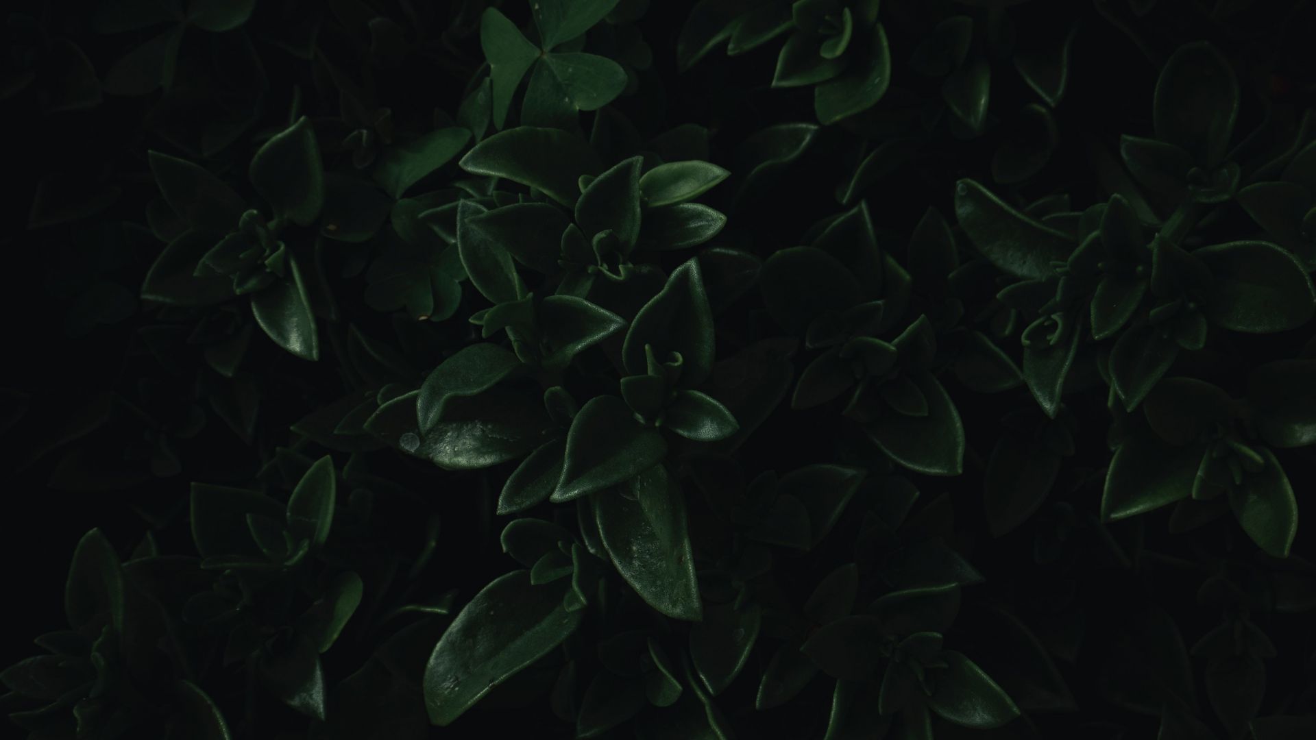 Dark Green Leaves Wallpapers