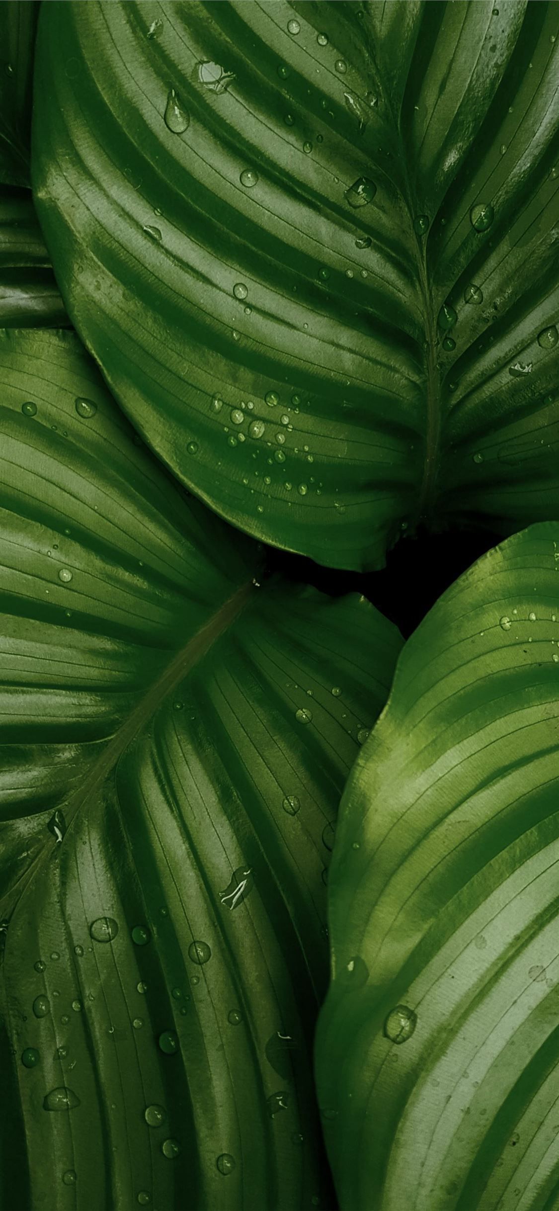 Dark Green Leaves Wallpapers