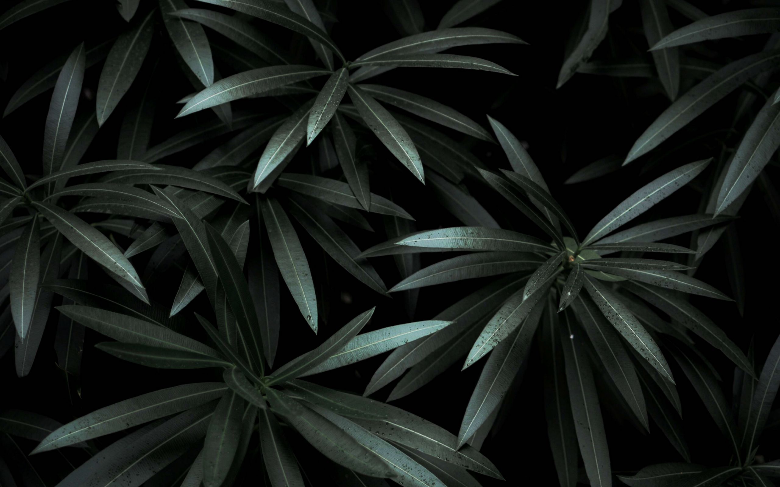 Dark Green Leaves Wallpapers