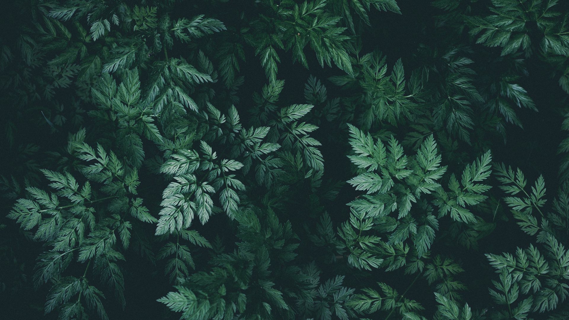 Dark Green Leaves Wallpapers