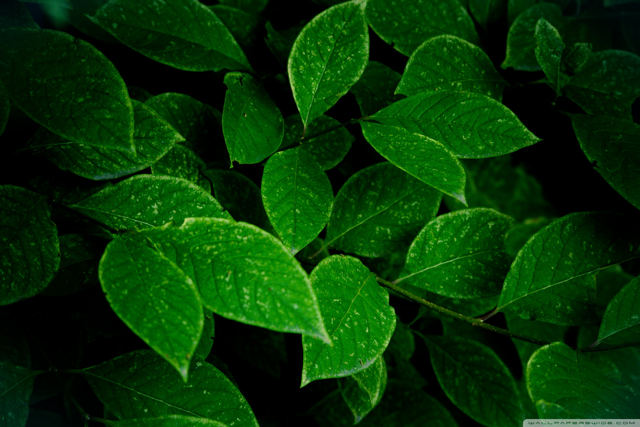 Dark Green Leaves Wallpapers