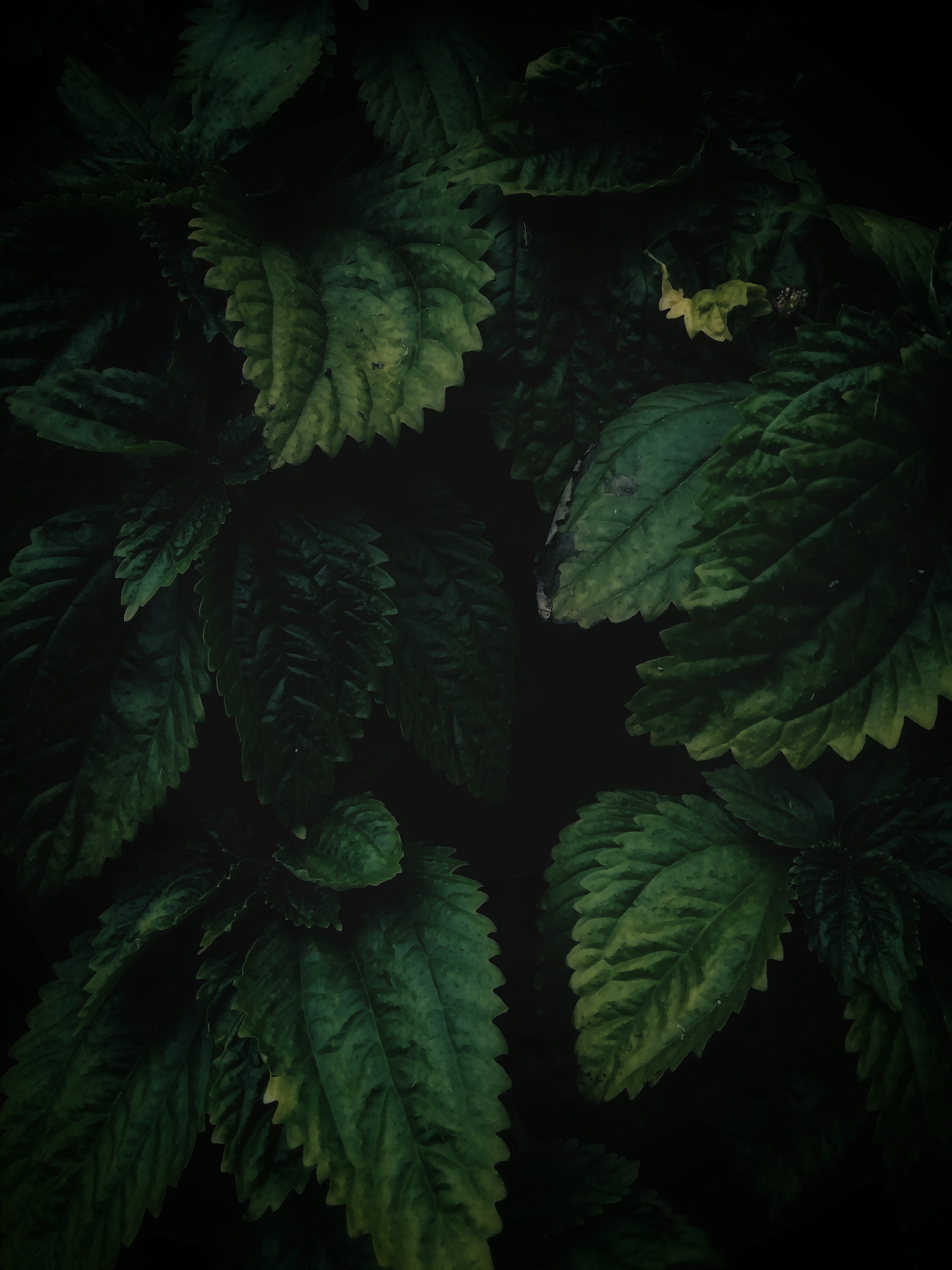 Dark Green Leaves Wallpapers