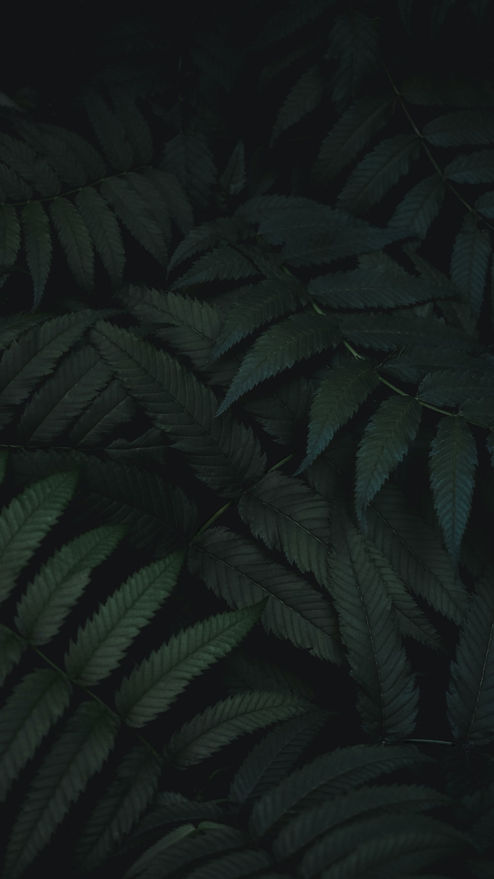 Dark Green Phone Wallpapers