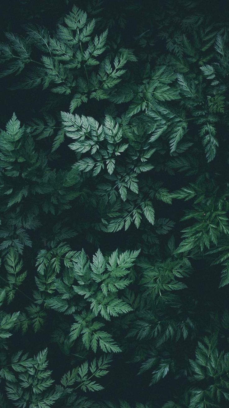 Dark Green Phone Wallpapers